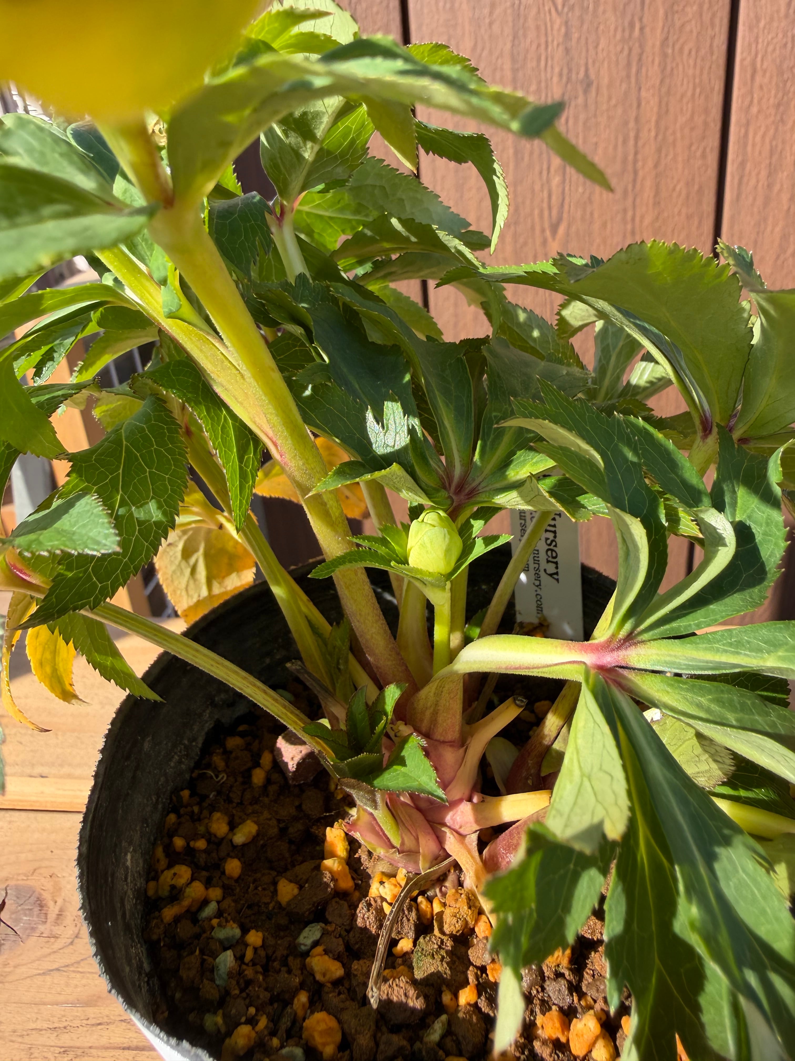 ムルチ系オーレアsd 大木ナーサリー クリスマスローズ【Og23】送料無料