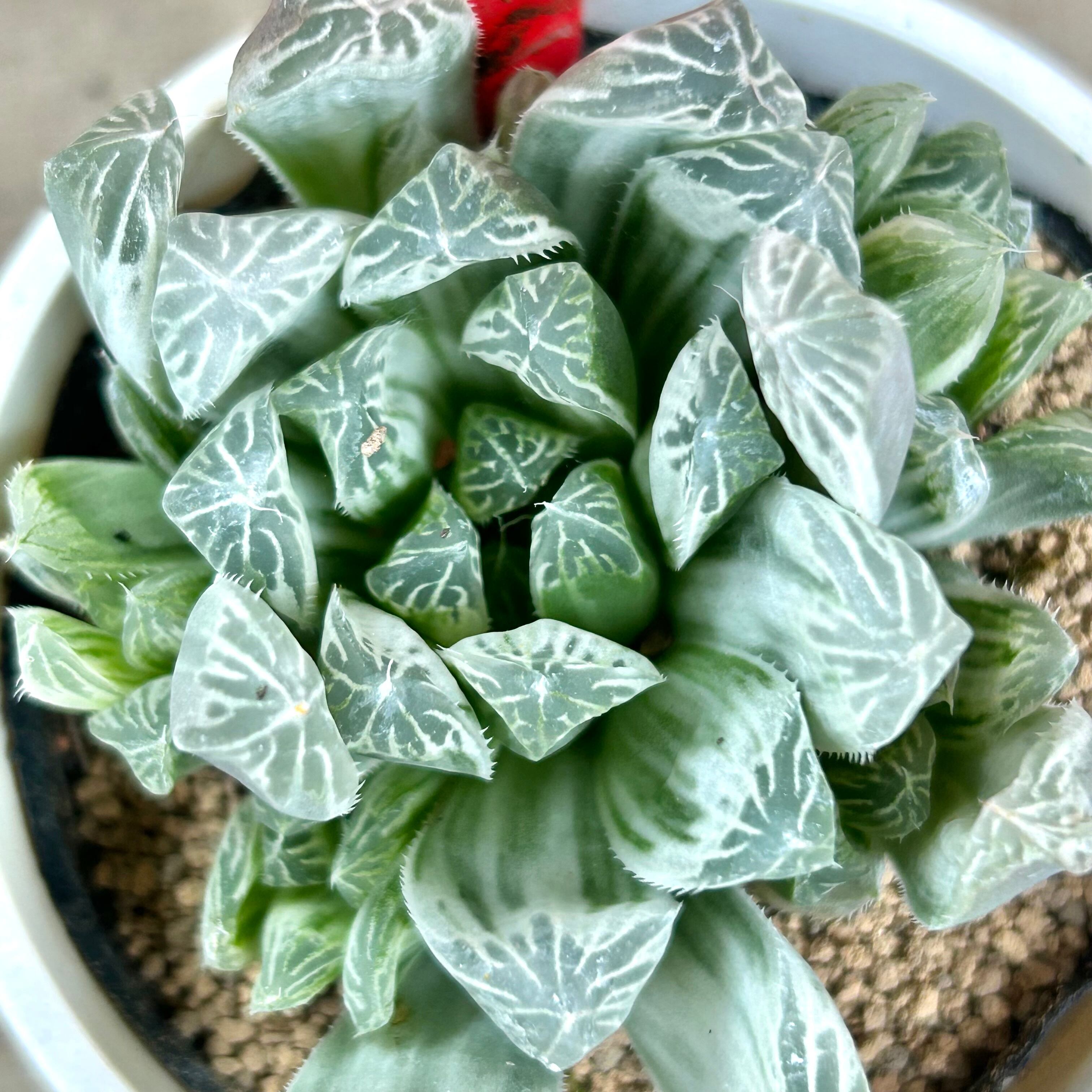 ハオルチア 水晶sp錦 ≪人気≫多肉植物:ハオルチア 大型鮮明黄色斑