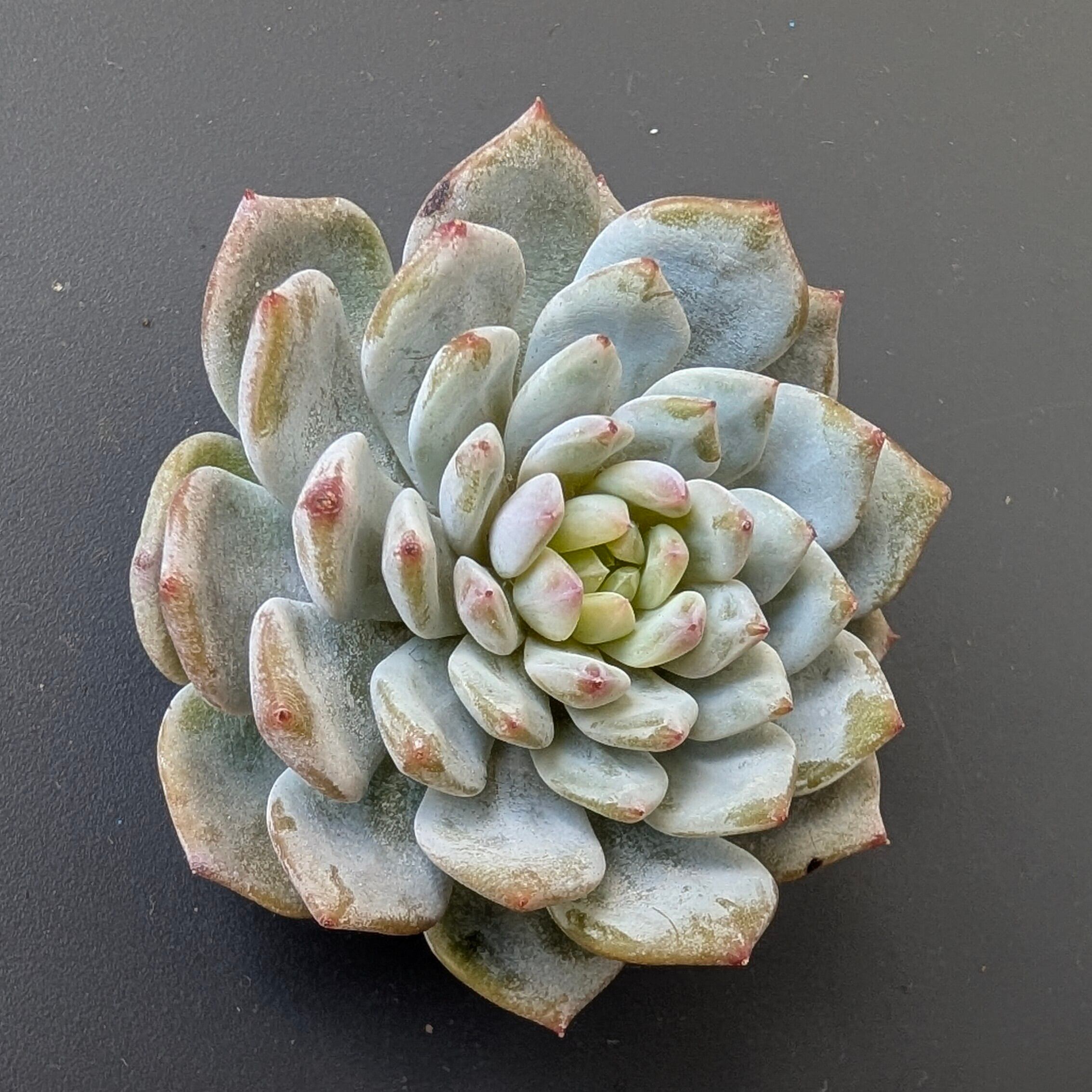Top【選抜株】多肉植物　25176ブルードラゴン　12個　鉢無し/脱土 🌟ブルードラゴン🌟 葉挿しから挿し木まで一貫生産しているので