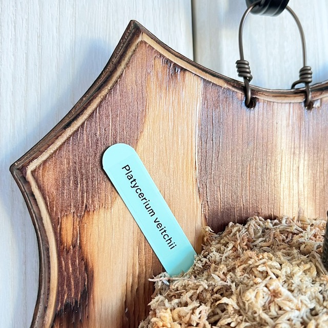 ビカクシダ ベイチー 板付 【観葉植物 壁掛け コウモリラン】