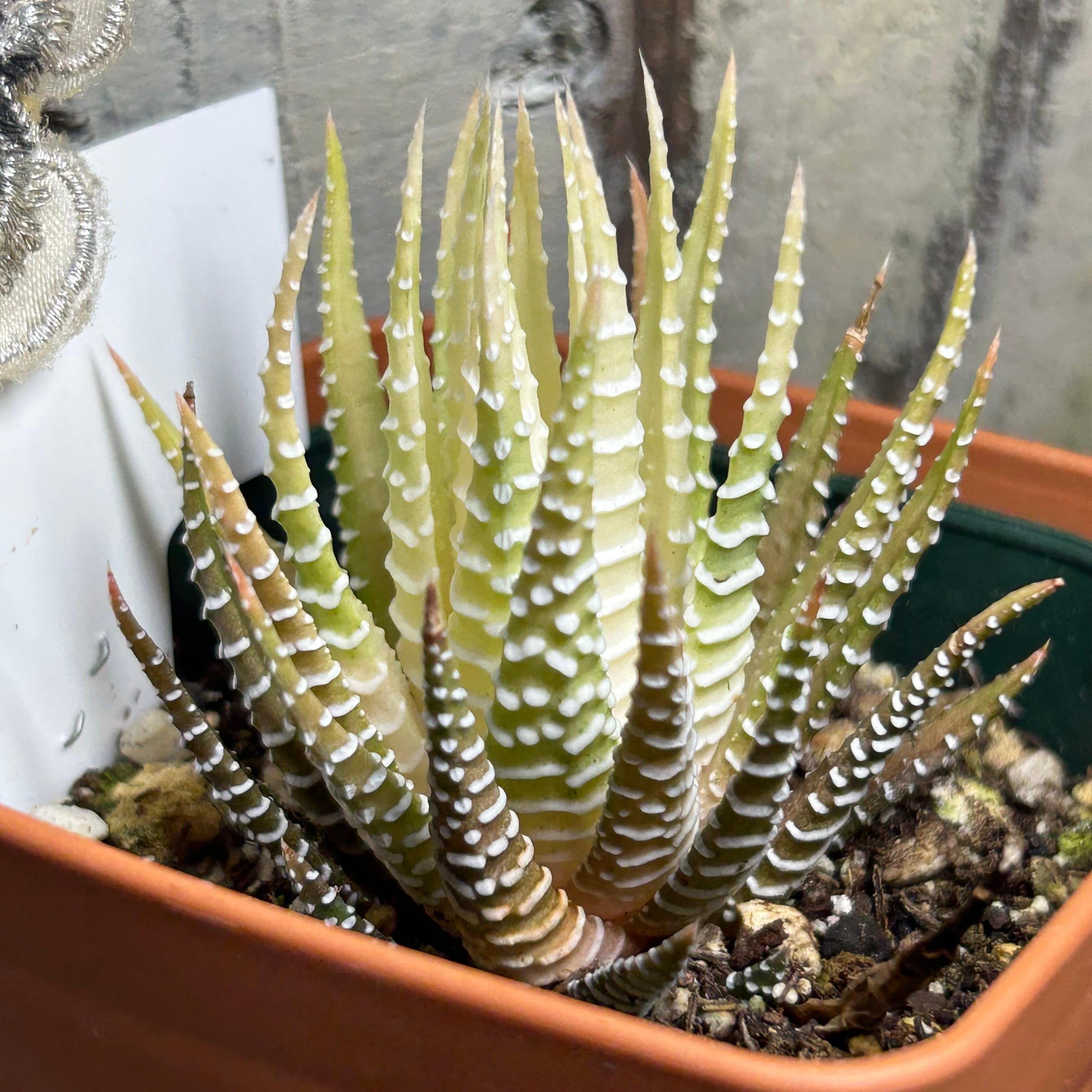 ハオルチア 白蝶 | RuPo 多肉植物専門店