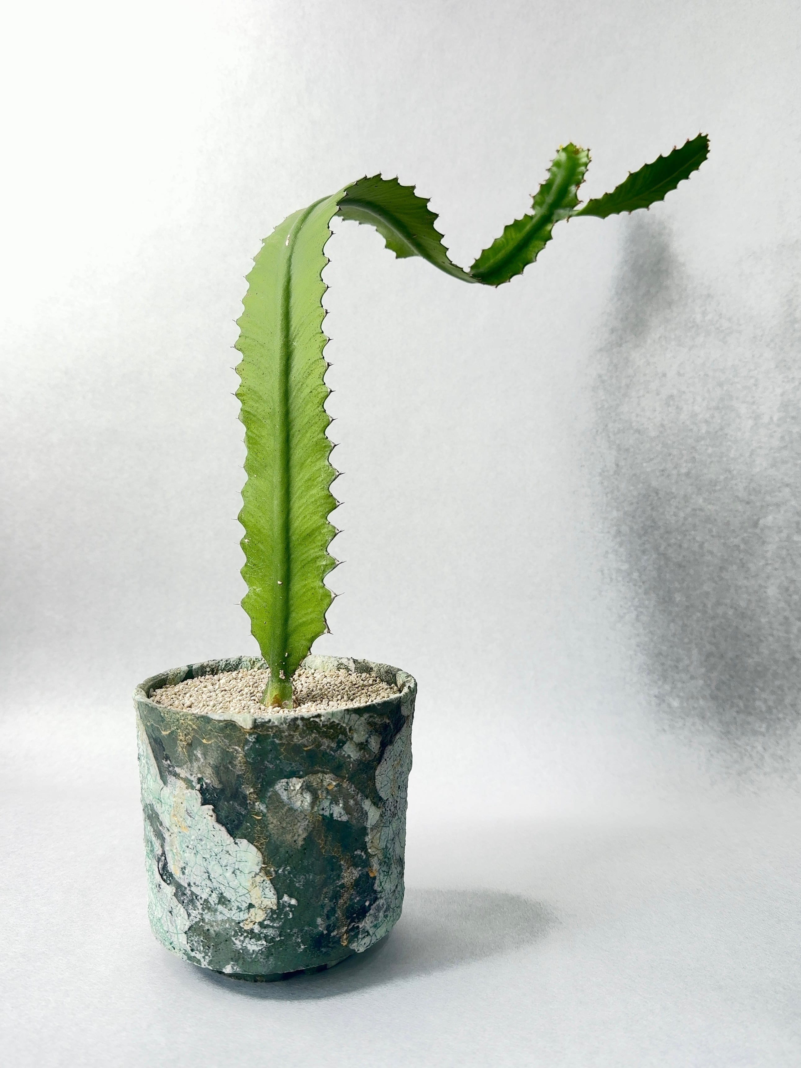 【 INDIVIDUALITY 】ぺらぺら