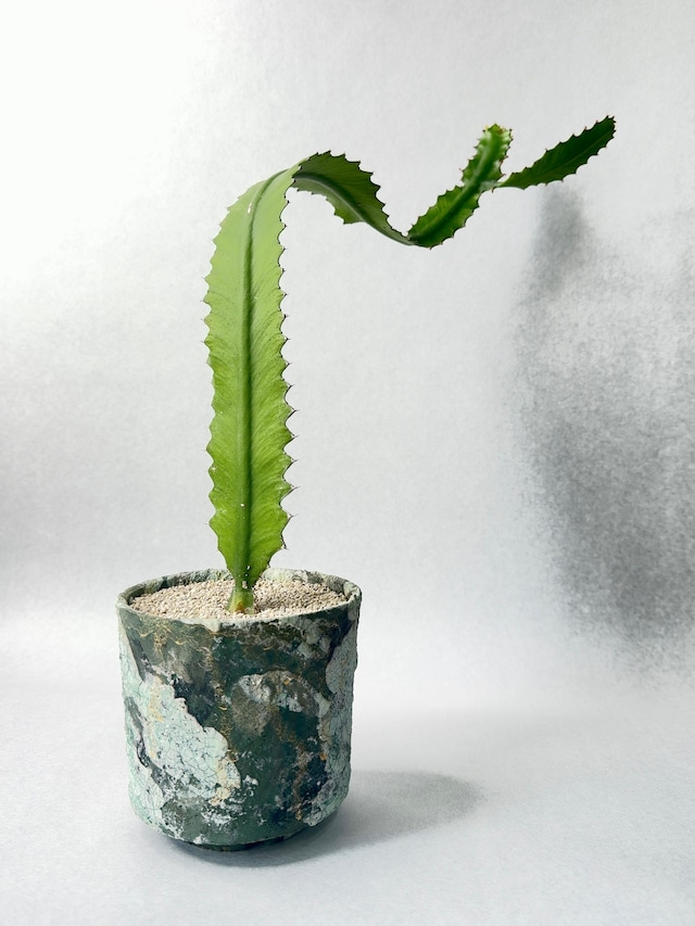 【 INDIVIDUALITY 】ぺらぺら