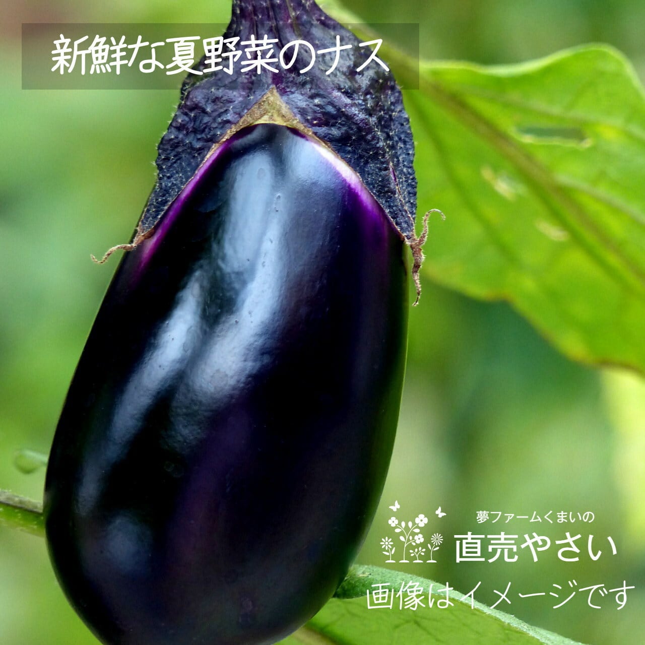 新鮮な秋野菜 ： ナス　約350ｇ　9月の朝採り直売野菜　9月21日発送予定