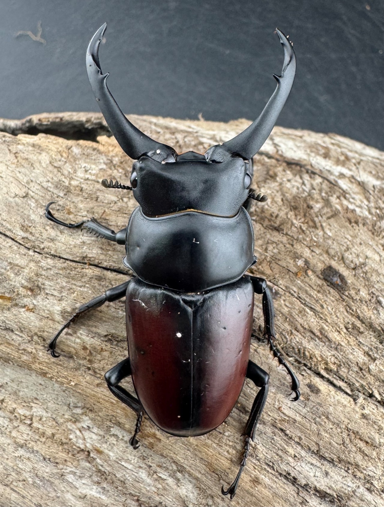 【WD】《ドンキエルコクワ原名亜種 60mm A’品ペア》