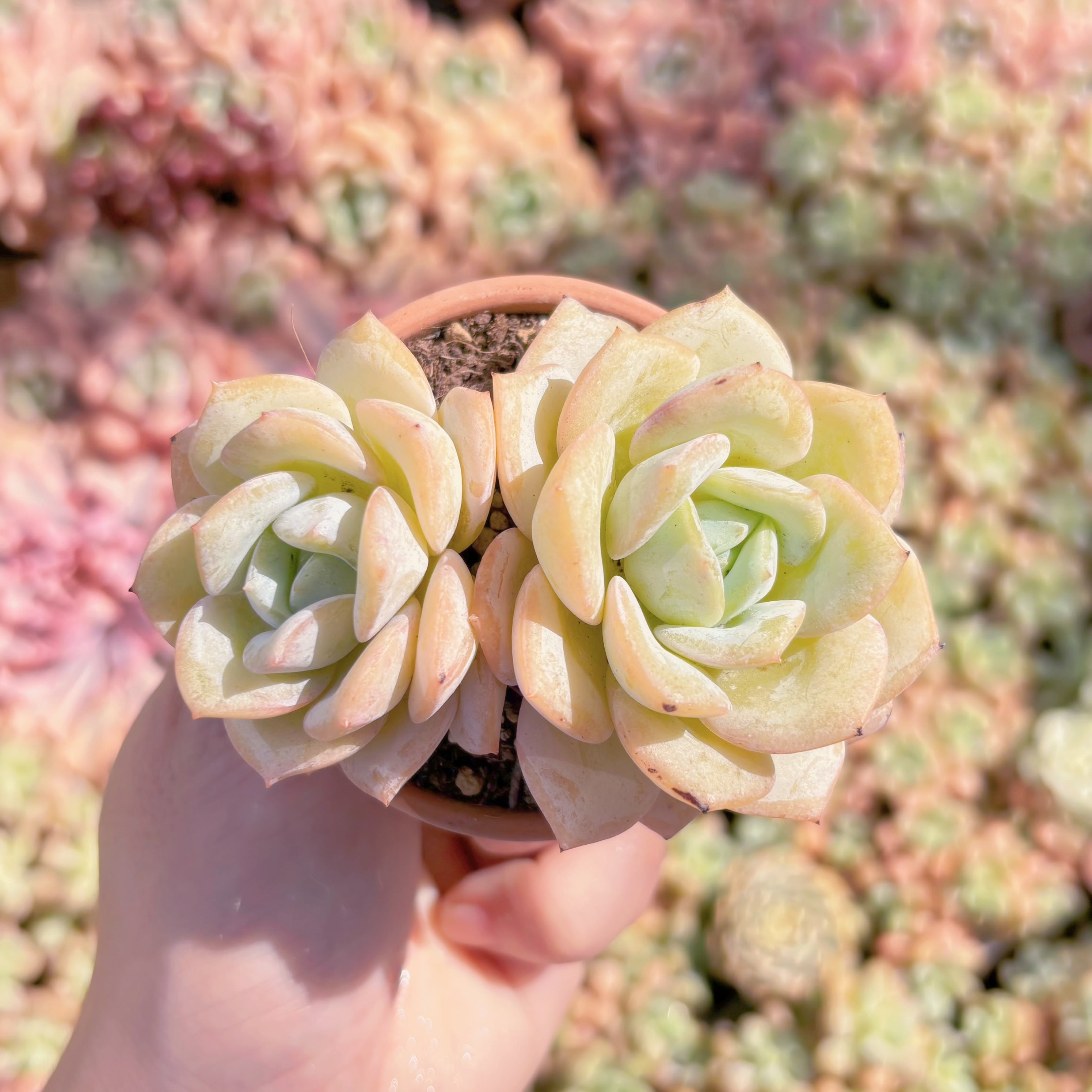 多肉植物　白梨花　群生　新入荷　るる農園
