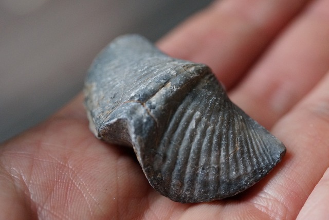 Spinocyrtia elburzensis 化石 ②