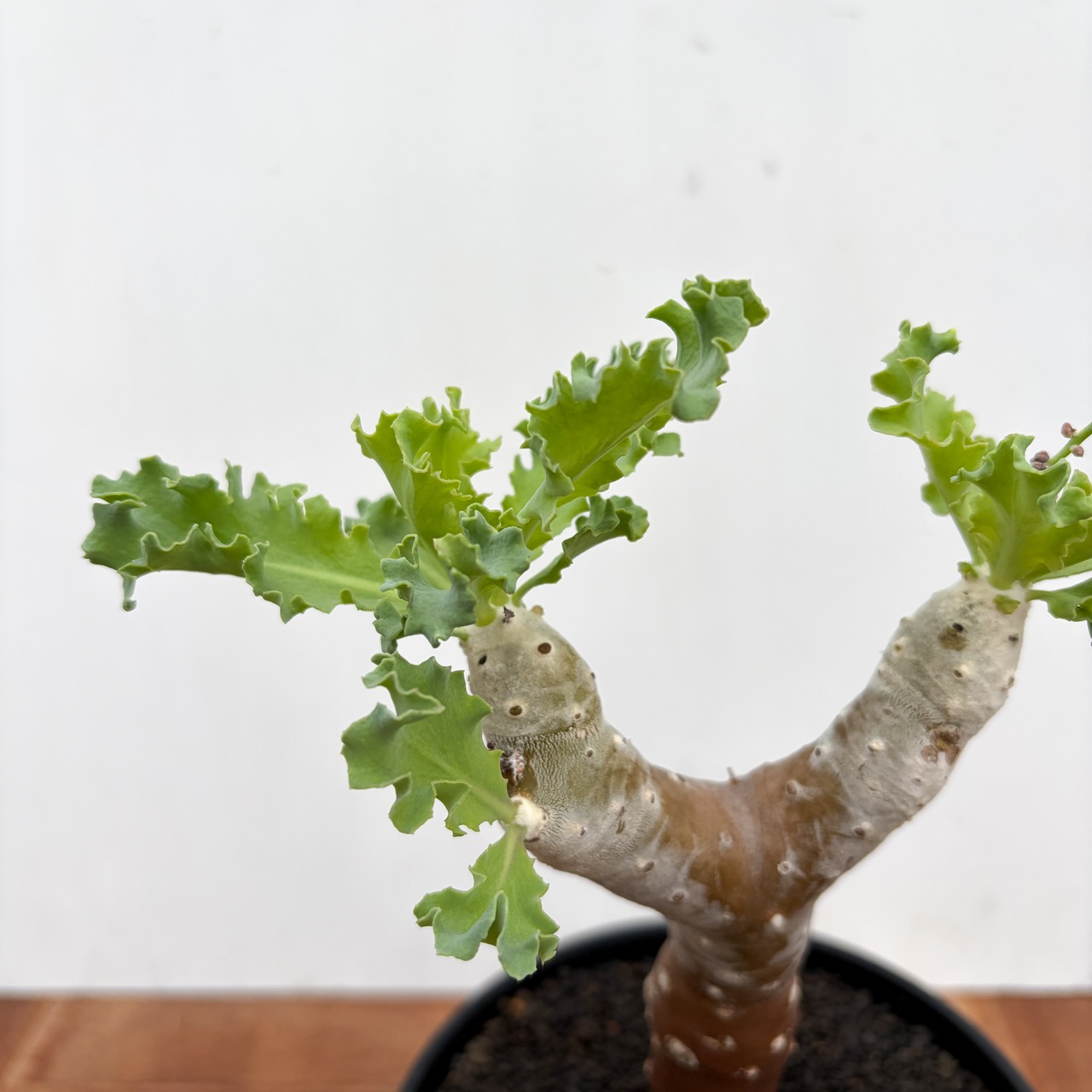 Othonna cremnophila【オトンナ・クレムノフィラ・実生】