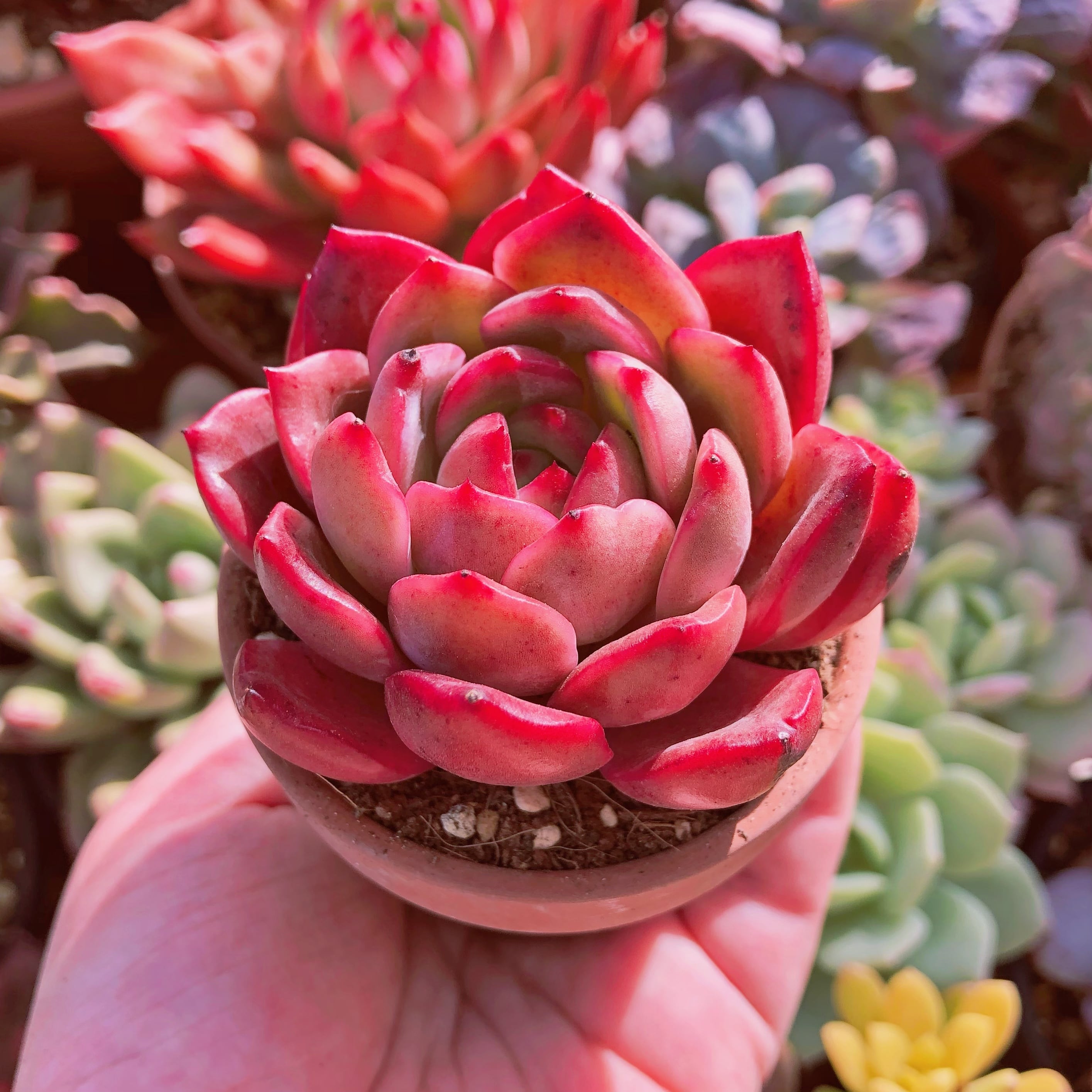 多肉植物　ピンクレディ　