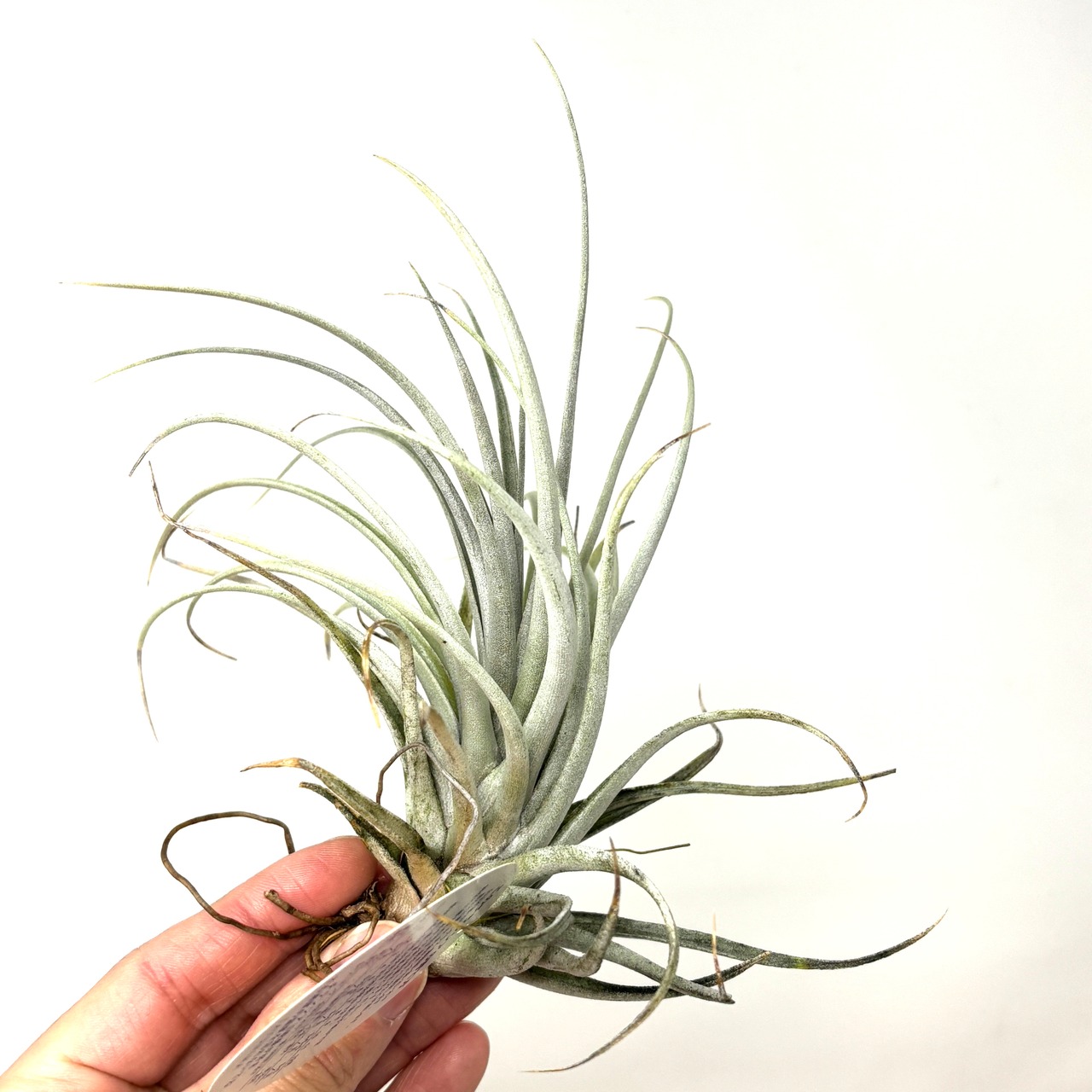 チランジア　ミマ　チリテンシス【742】