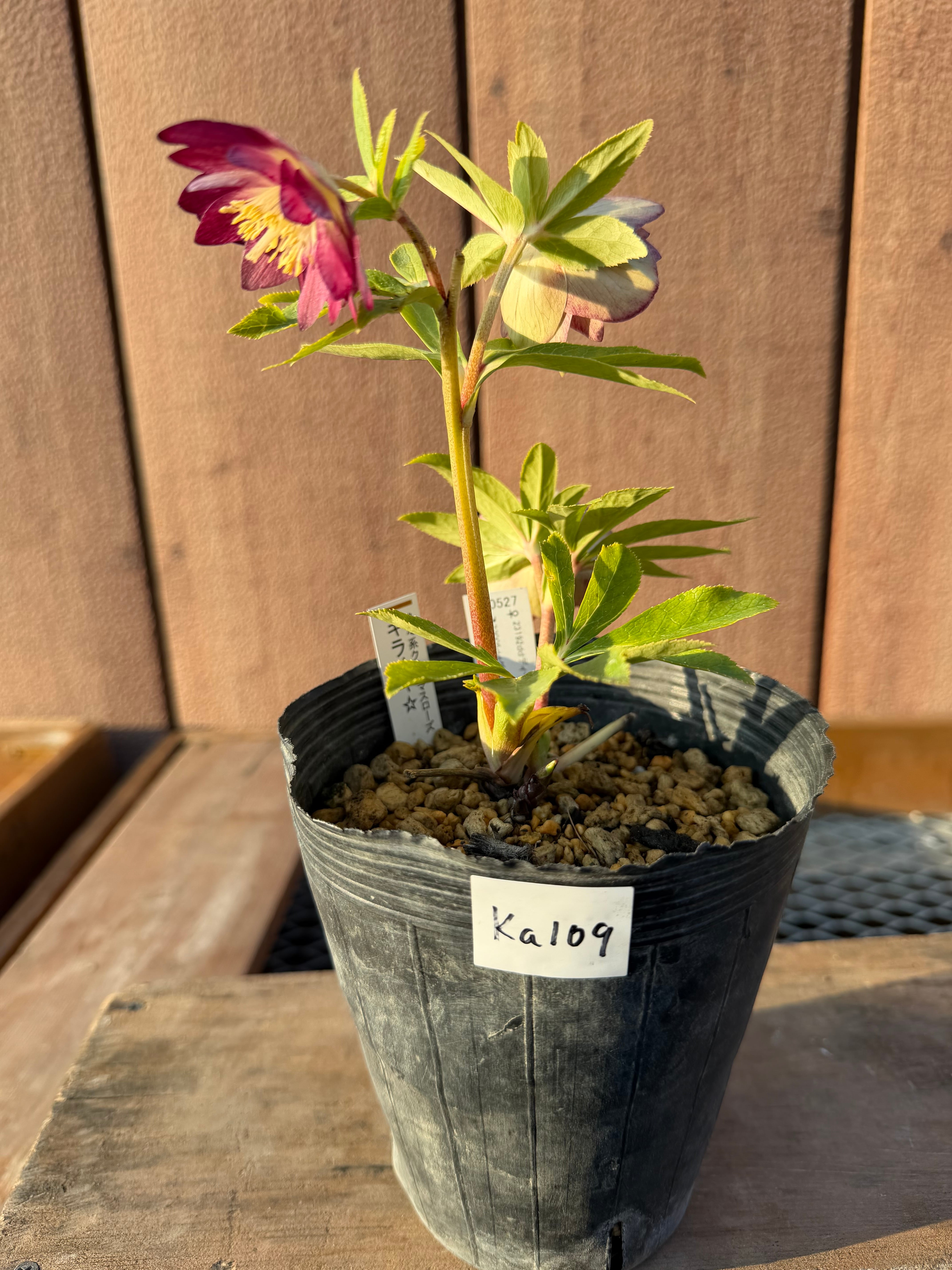 キラメキ☆底抜けレッドゴールドリバーシブル紅白系 加藤農園