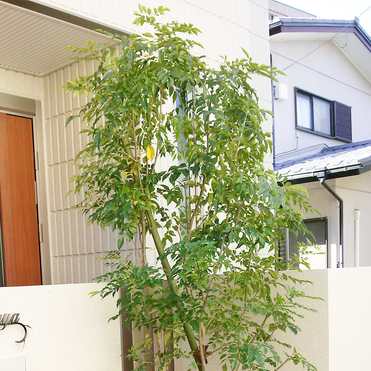 シマトネリコ 株立ち（地植え）