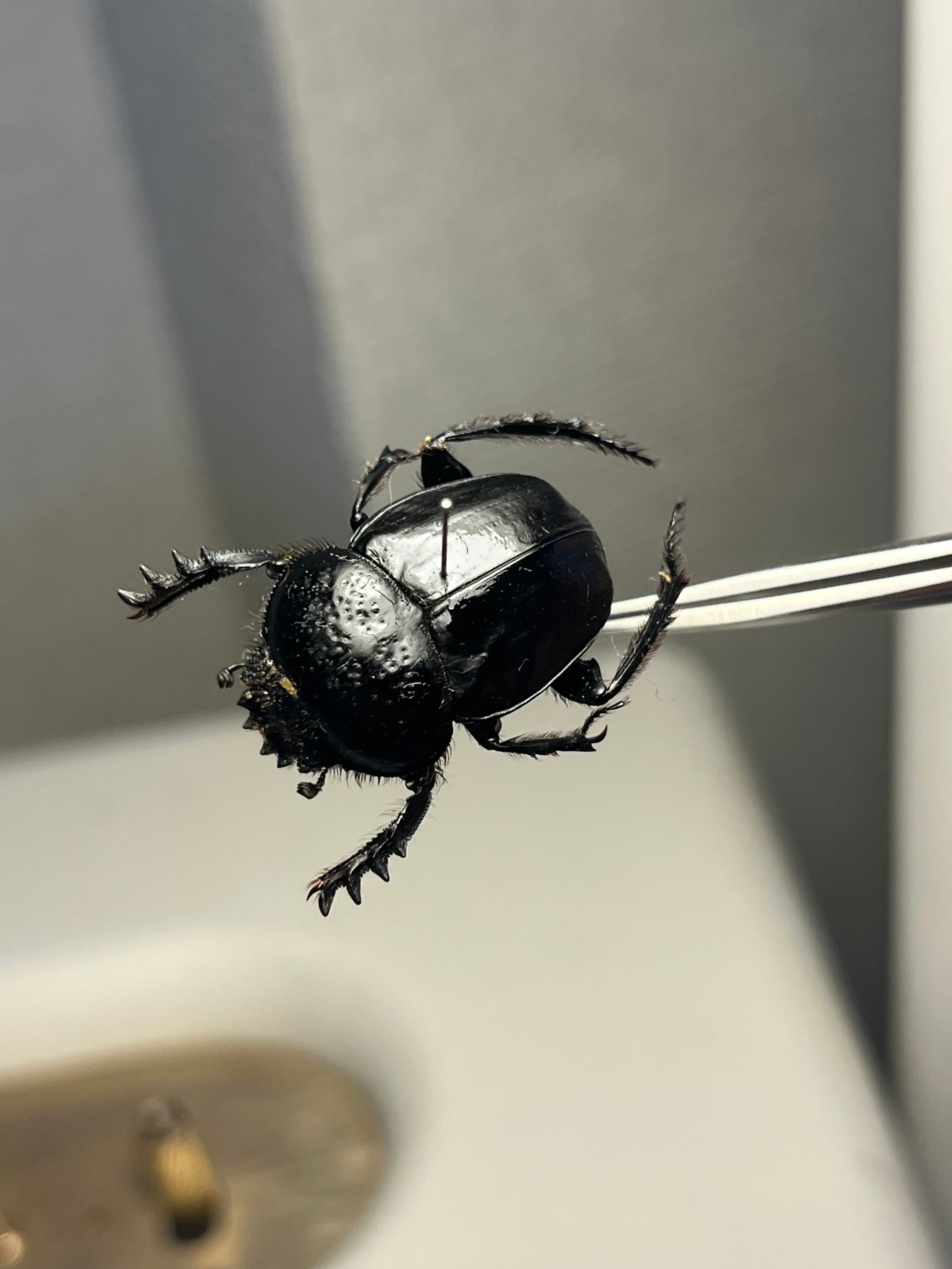 30mm】アカガネタマオシコガネ ケンランタマオシコガネ 標本 Kepher