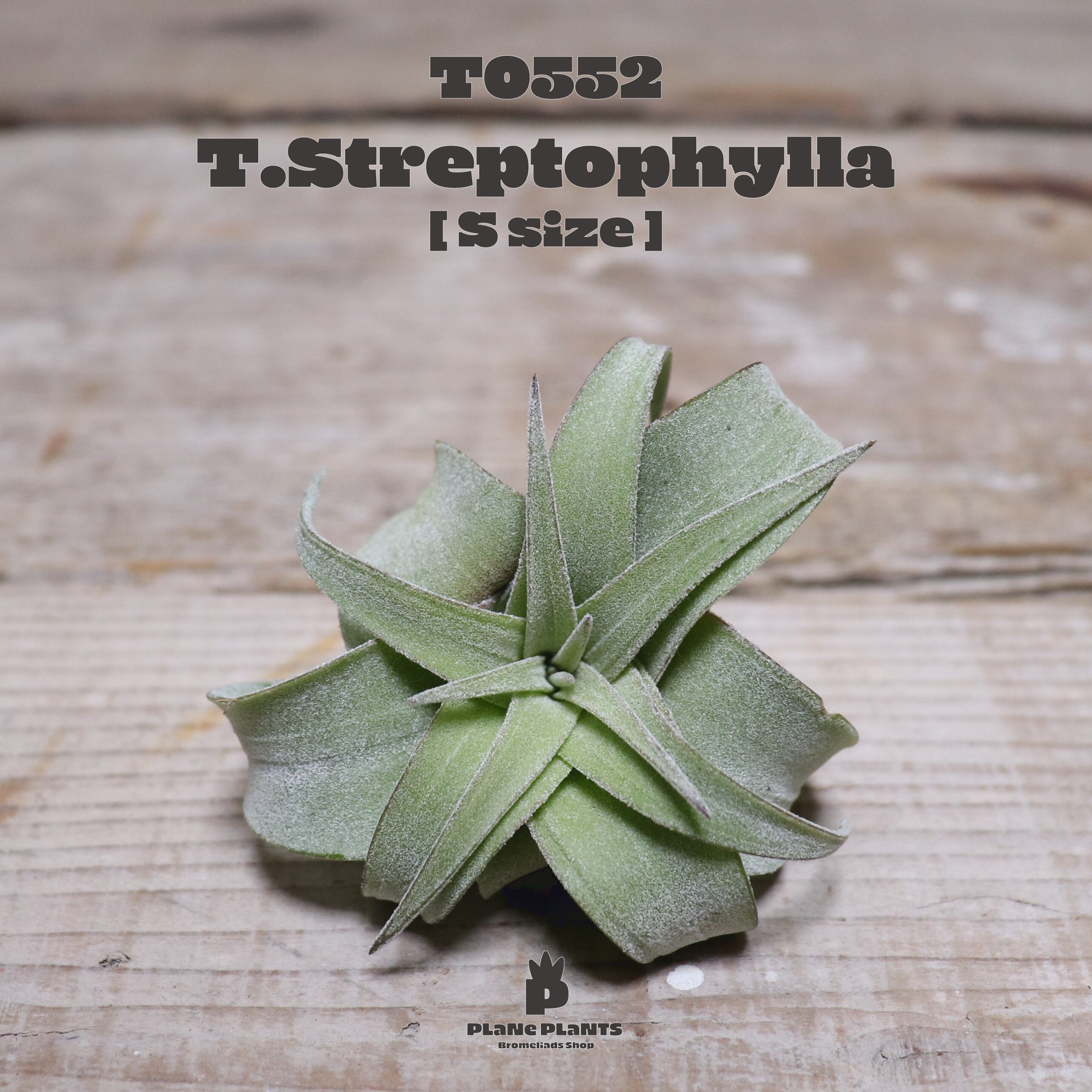 【送料無料】ストレプトフィラS〔エアプランツ〕現品発送T0552