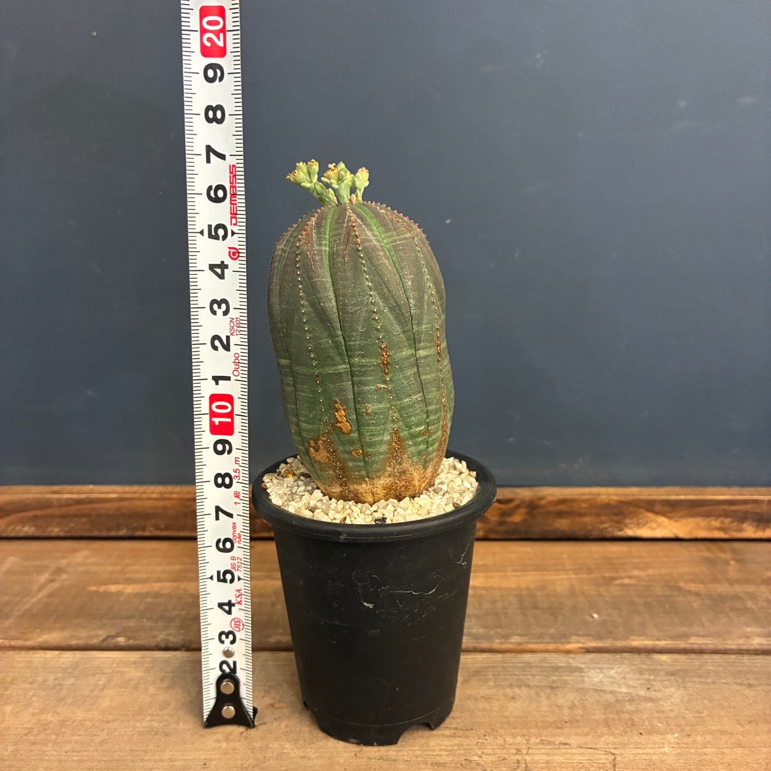 1万円以上10%OFFクーポン対象】ユーフォルビア オベサ【978