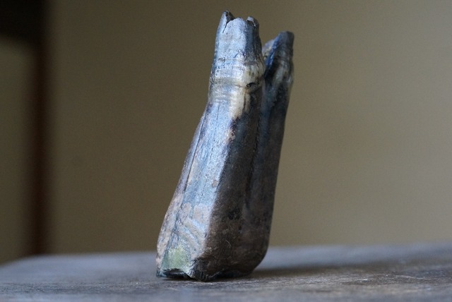 草食動物 歯化石　Tooth Fossil B