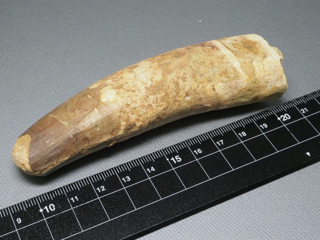 スピノサウルスの歯【Spinosaurus aegyptiacus】【110 mm】【95 g】モロッコ王国産/化石/牙