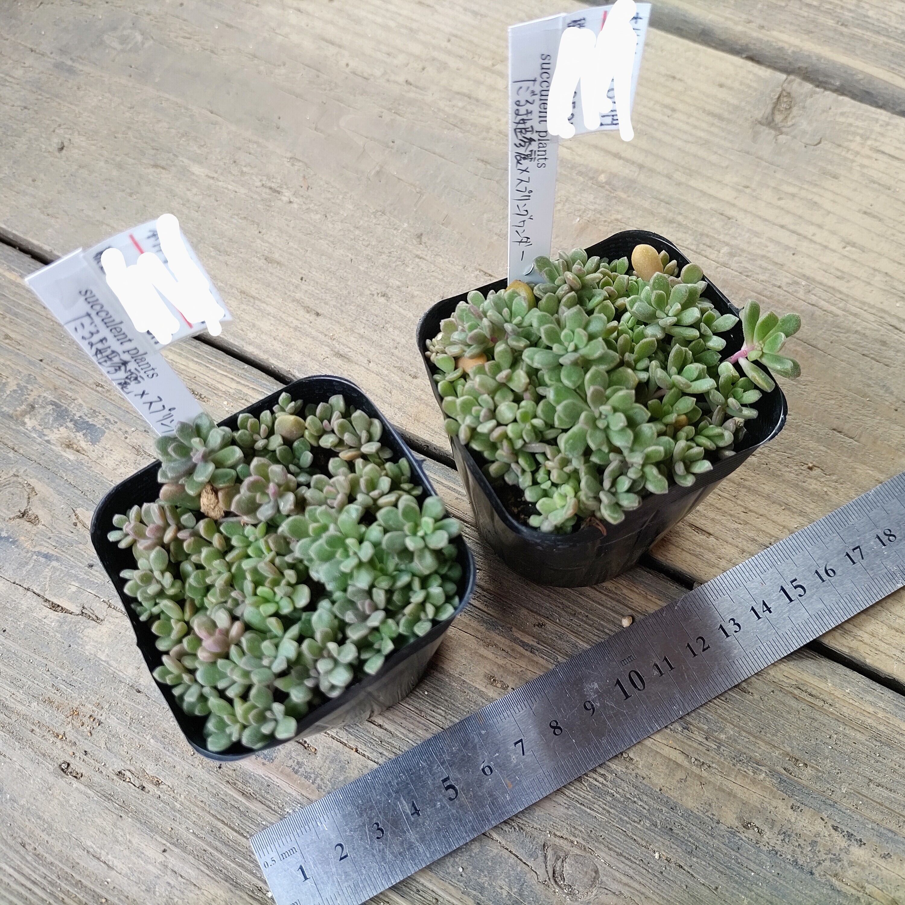 多肉植物エケベリア おもち だるま姫秀麗×ケッセルリンギアナ 今だけ5