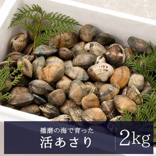2026年2月13日（金）発送【畜養】活あさり 2kg