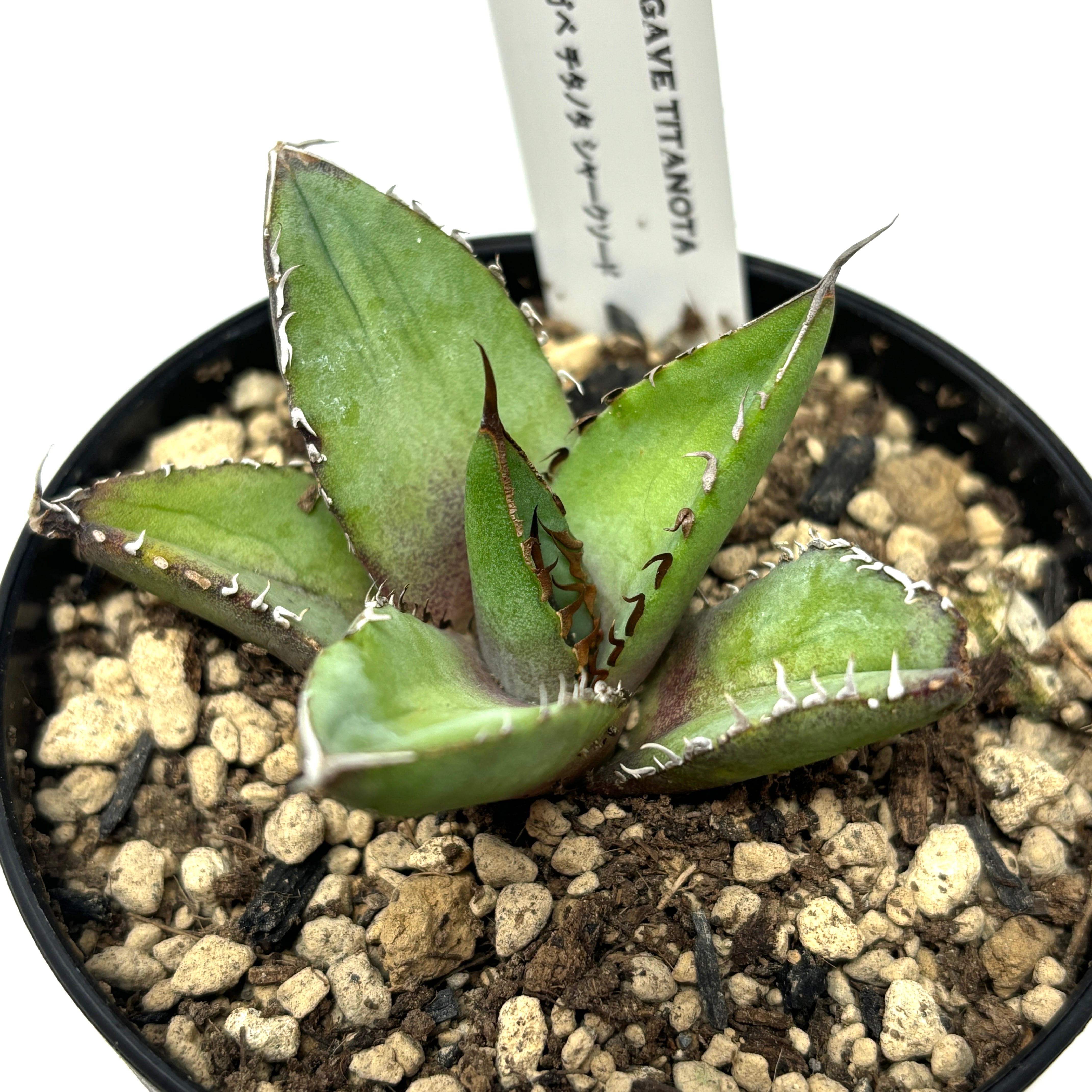 アガベチタノタシャークソード鯊魚劍