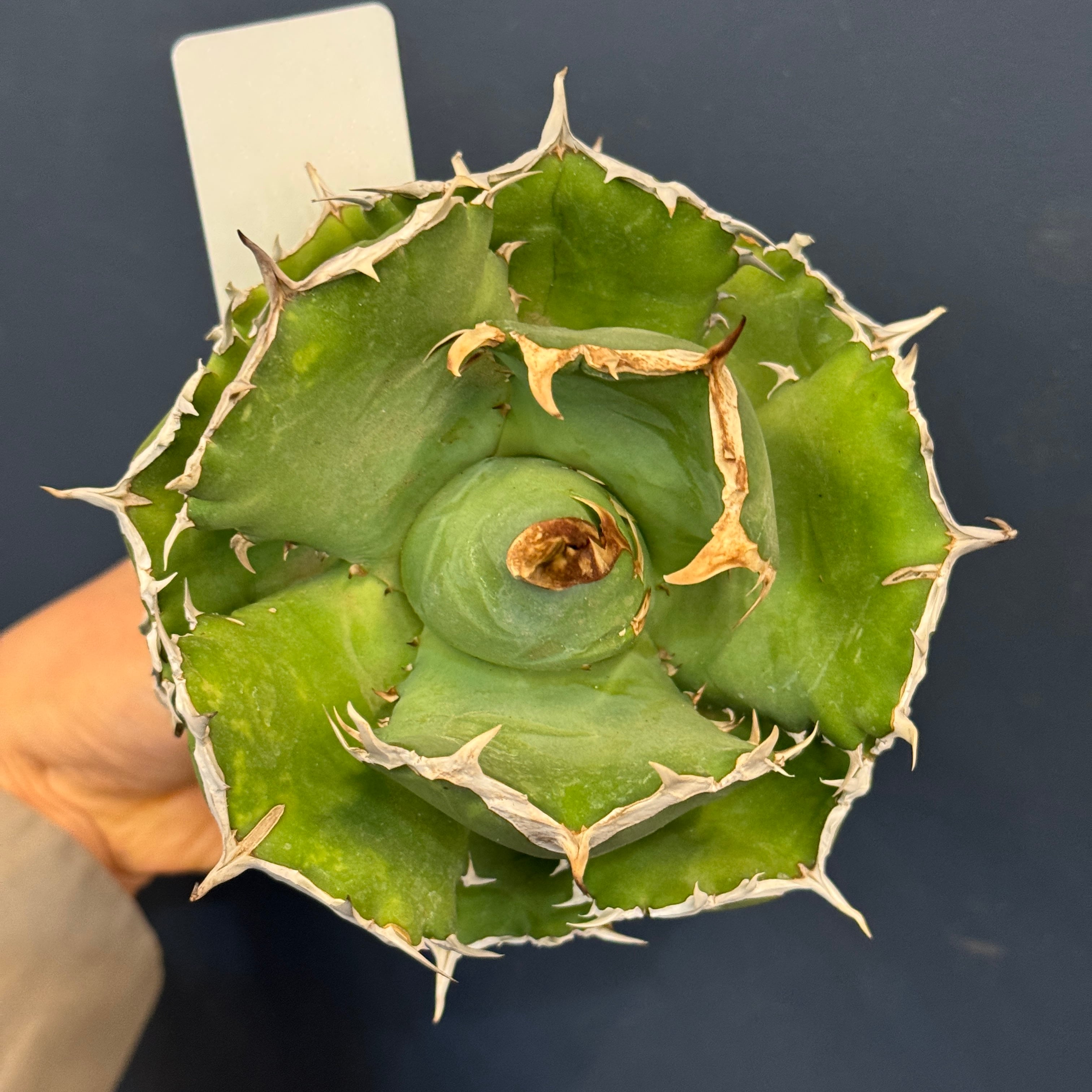 アガベ チタノタ クイーン【684】 | PROTOLEAF プロトリーフ