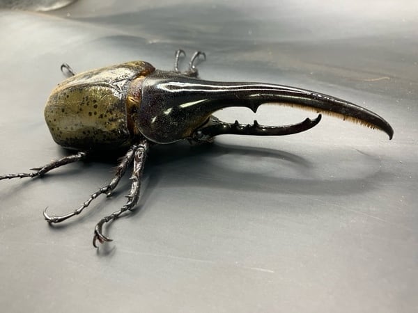 巨大超レア】【死着保証◯】160mm ヘラクレスオオカブト 成虫 オス