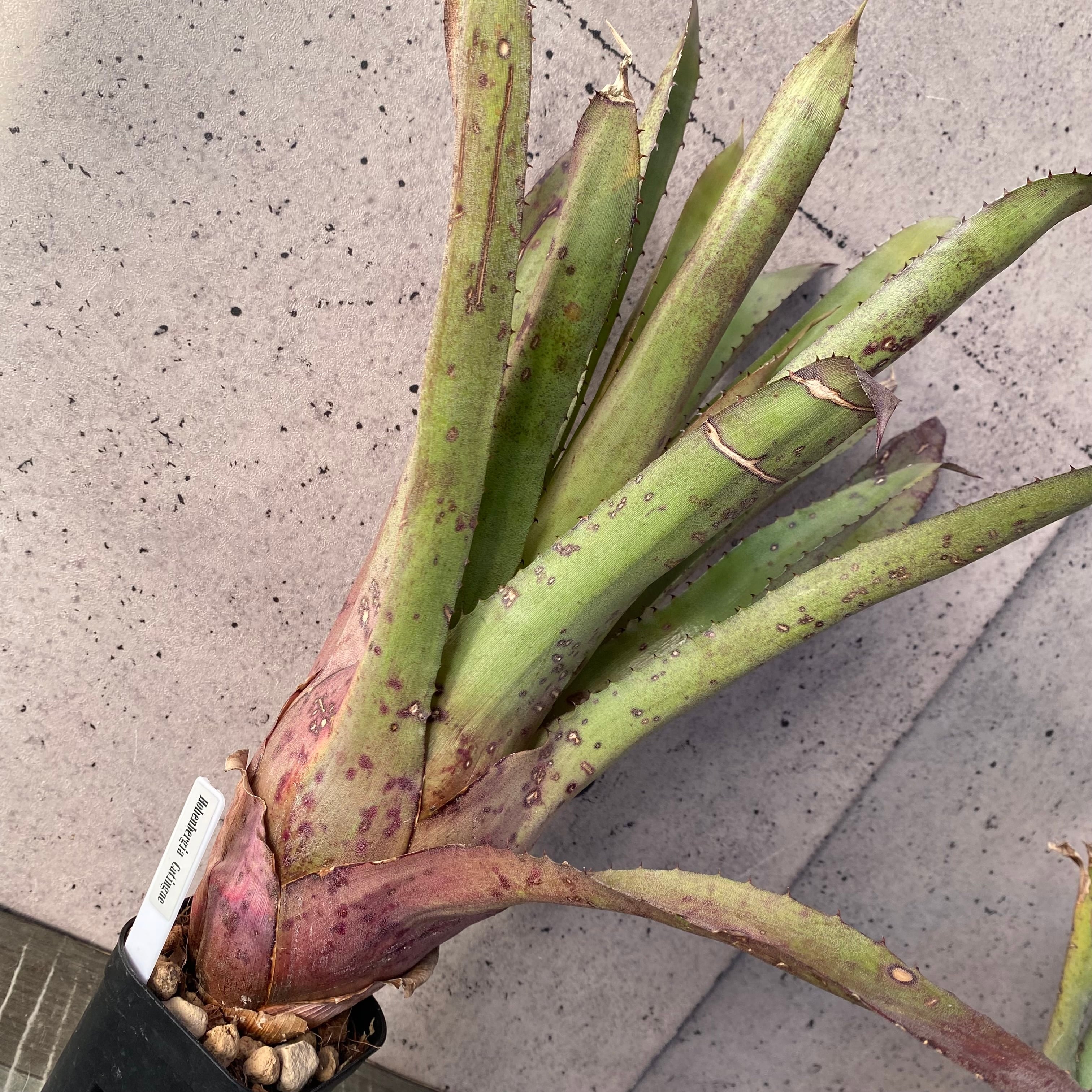 子株付きです！タンクブロメリア ビルベルギア 『Sanderiana