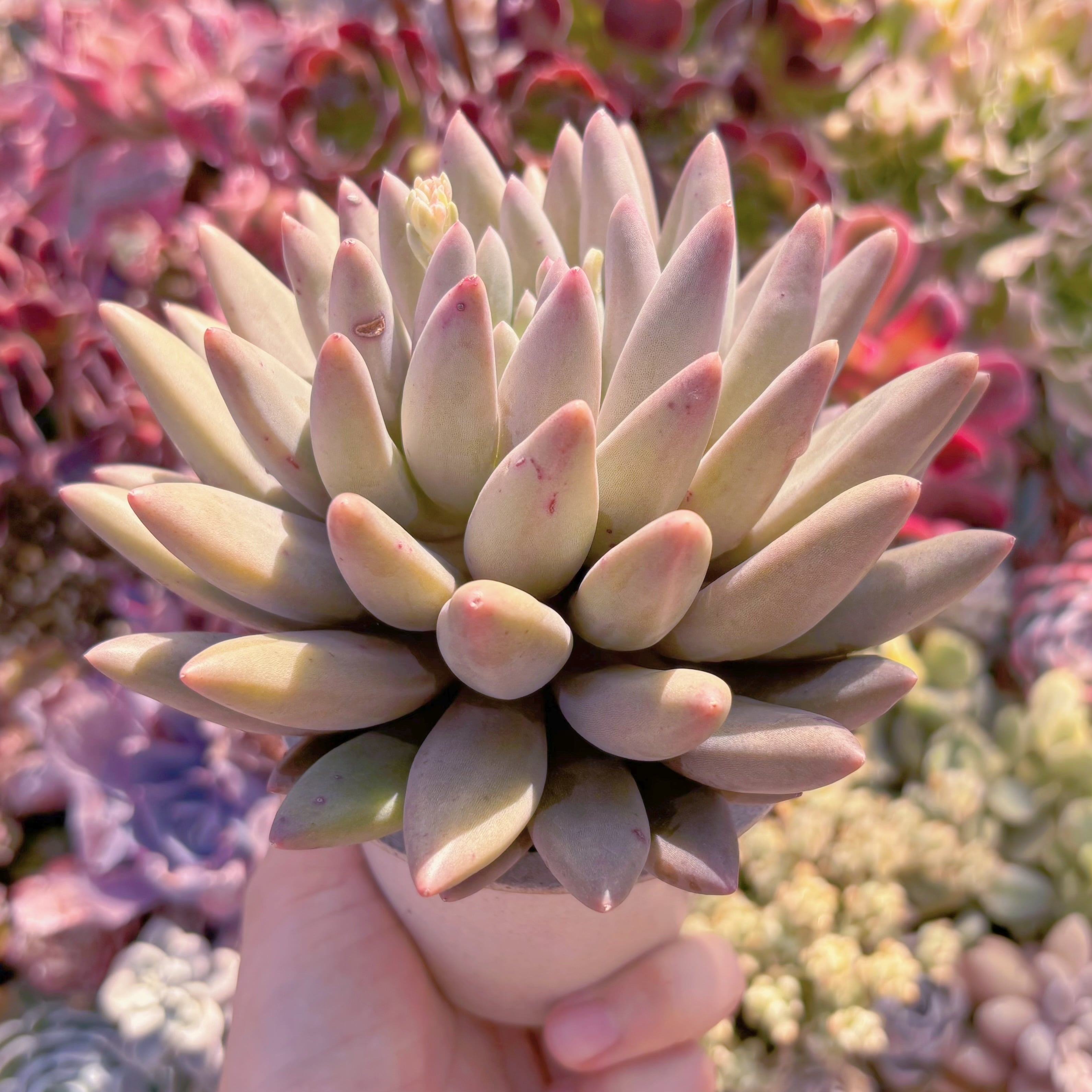 多肉植物 レッドドラゴンフライ 大苗 新入荷 るる農園 | るる農園~多肉