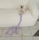 即納【seenii】babe leash cover《Purple》