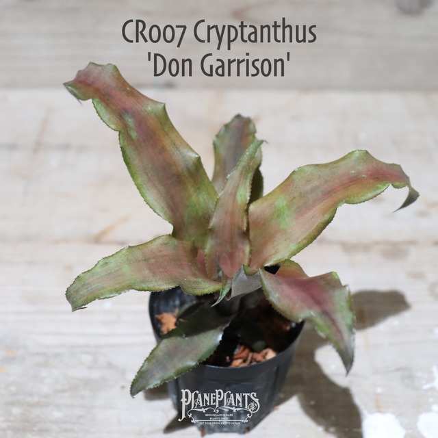 【送料無料】Cryptanthus `Frostbite' (Jim Irvin)〔クリプタンサス〕現品発送CR004