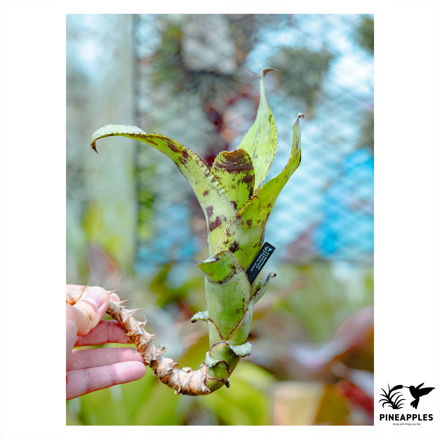 Aechmea disjuncta | PAY ID