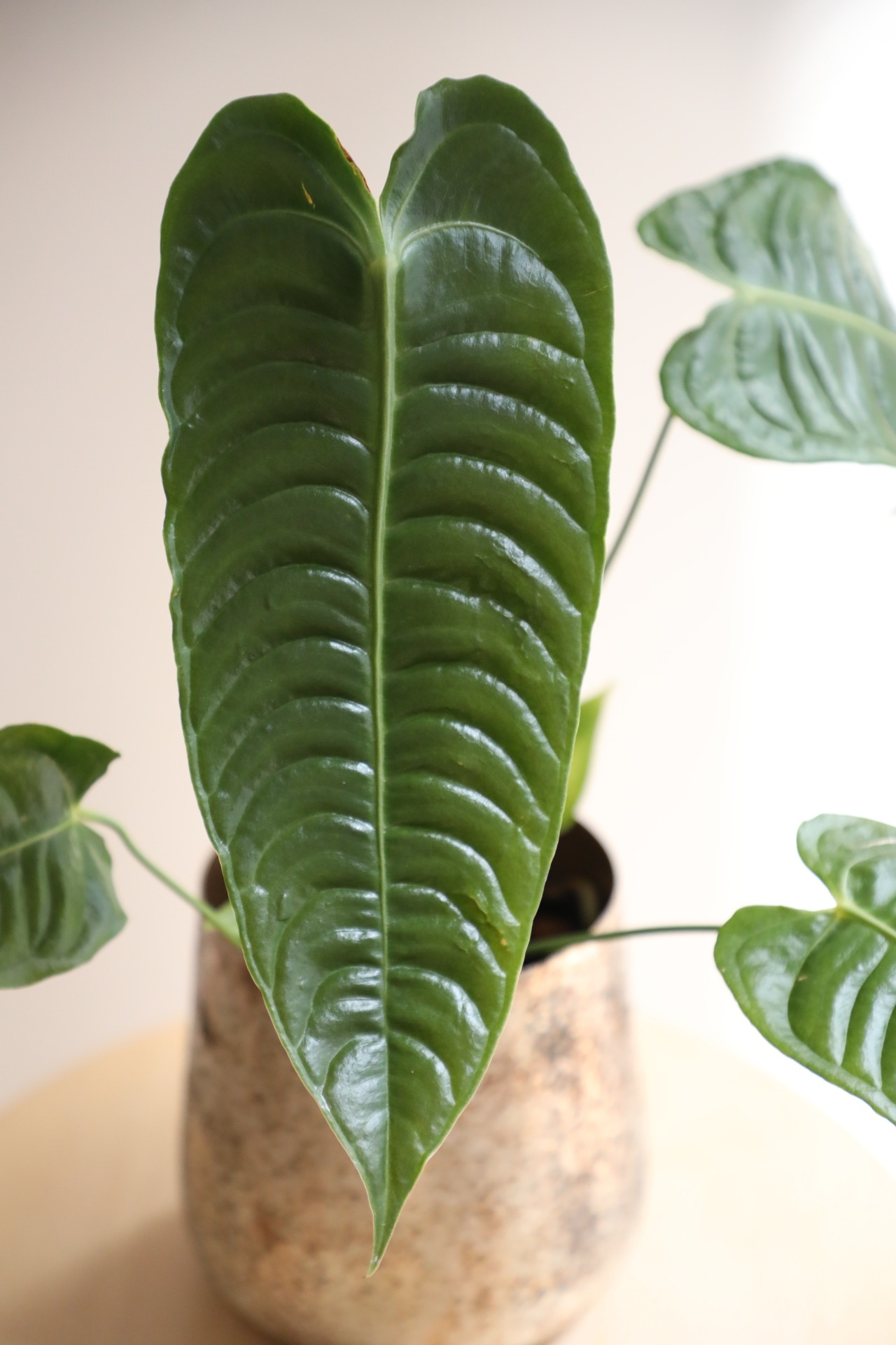 【S】アンスリウム ベイチー/Anthurium