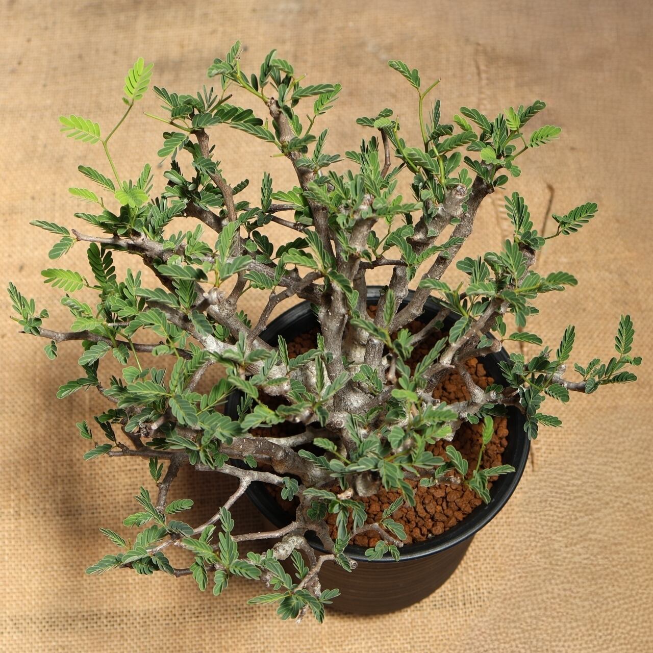 319 盆栽のような魅力『センナ メリディオナリス』観葉植物 【送料無料