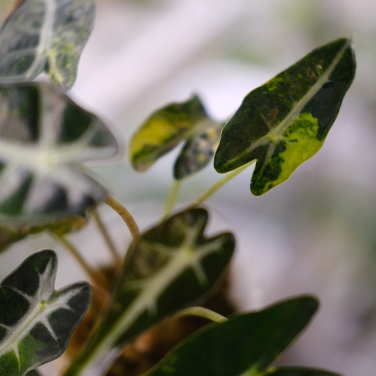アロカシア バンビーノ イエロー / Alocasia bambino variegated 'Yellow'⑨ / 観葉植物