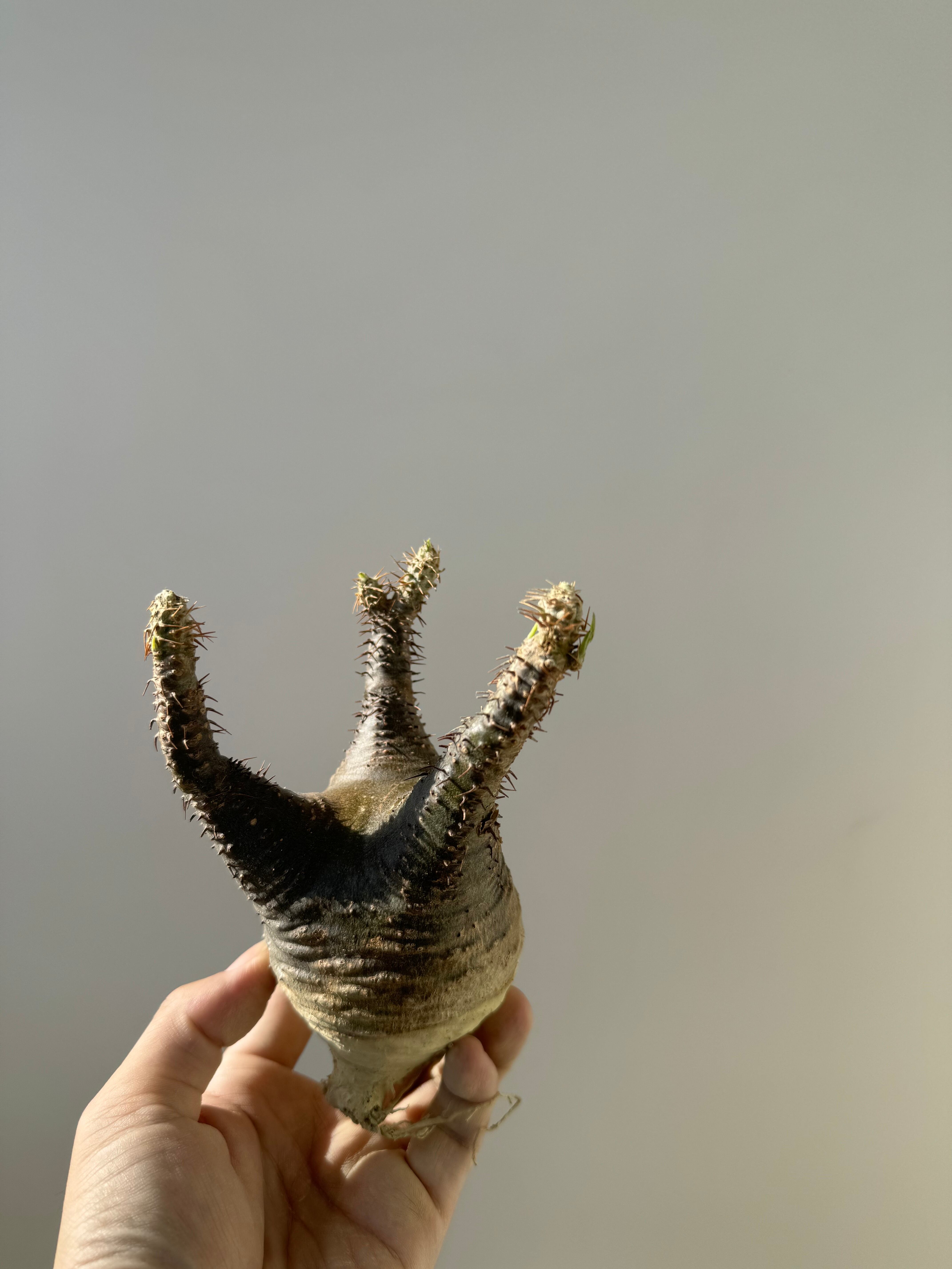 【新着】Pachypodium rosulatum var. gracilius b7 【新鮮・ベアルート株】パキポディウムグラキリス