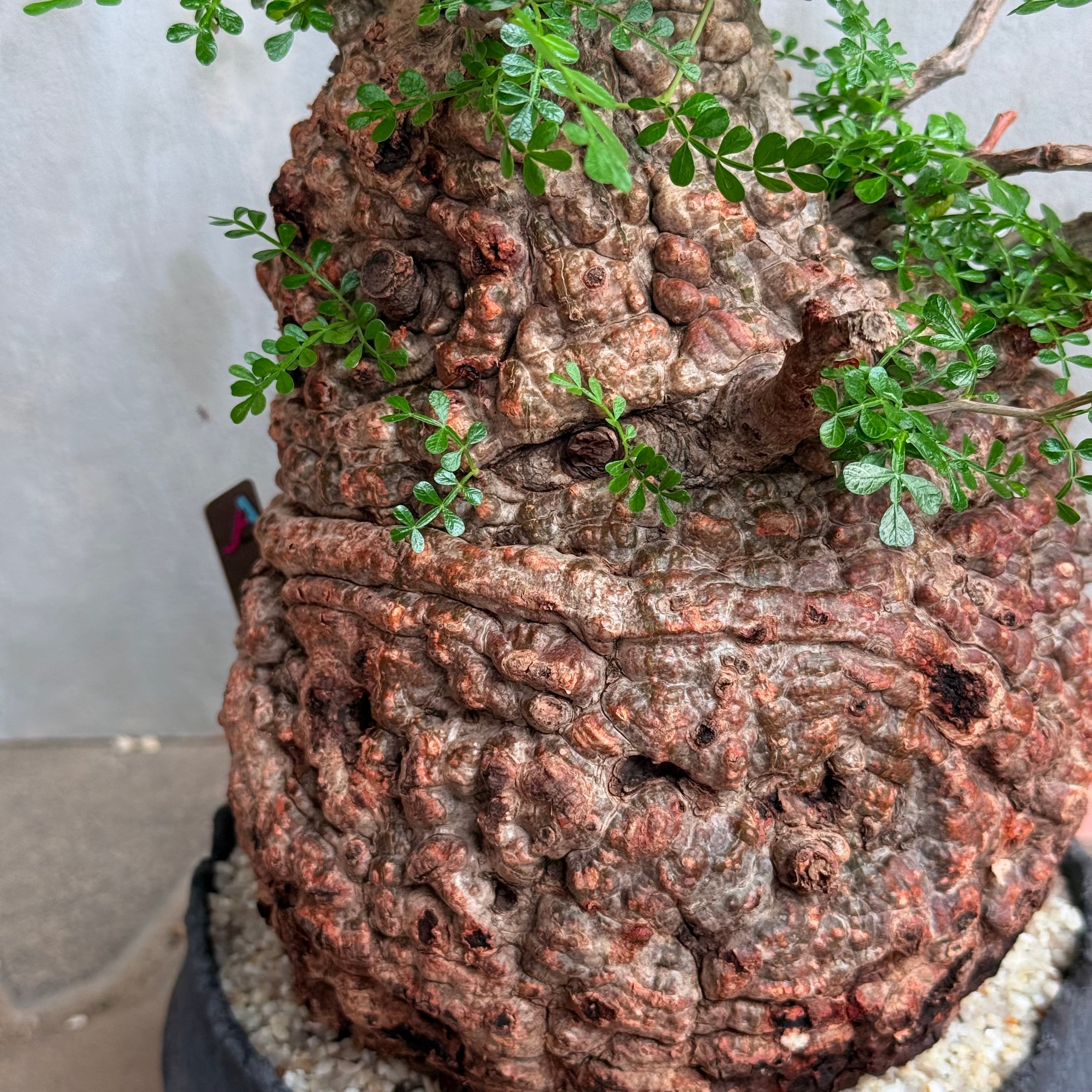 送料無料！【植物×鉢】オペルクリカリア パキプス 発根済み現地株