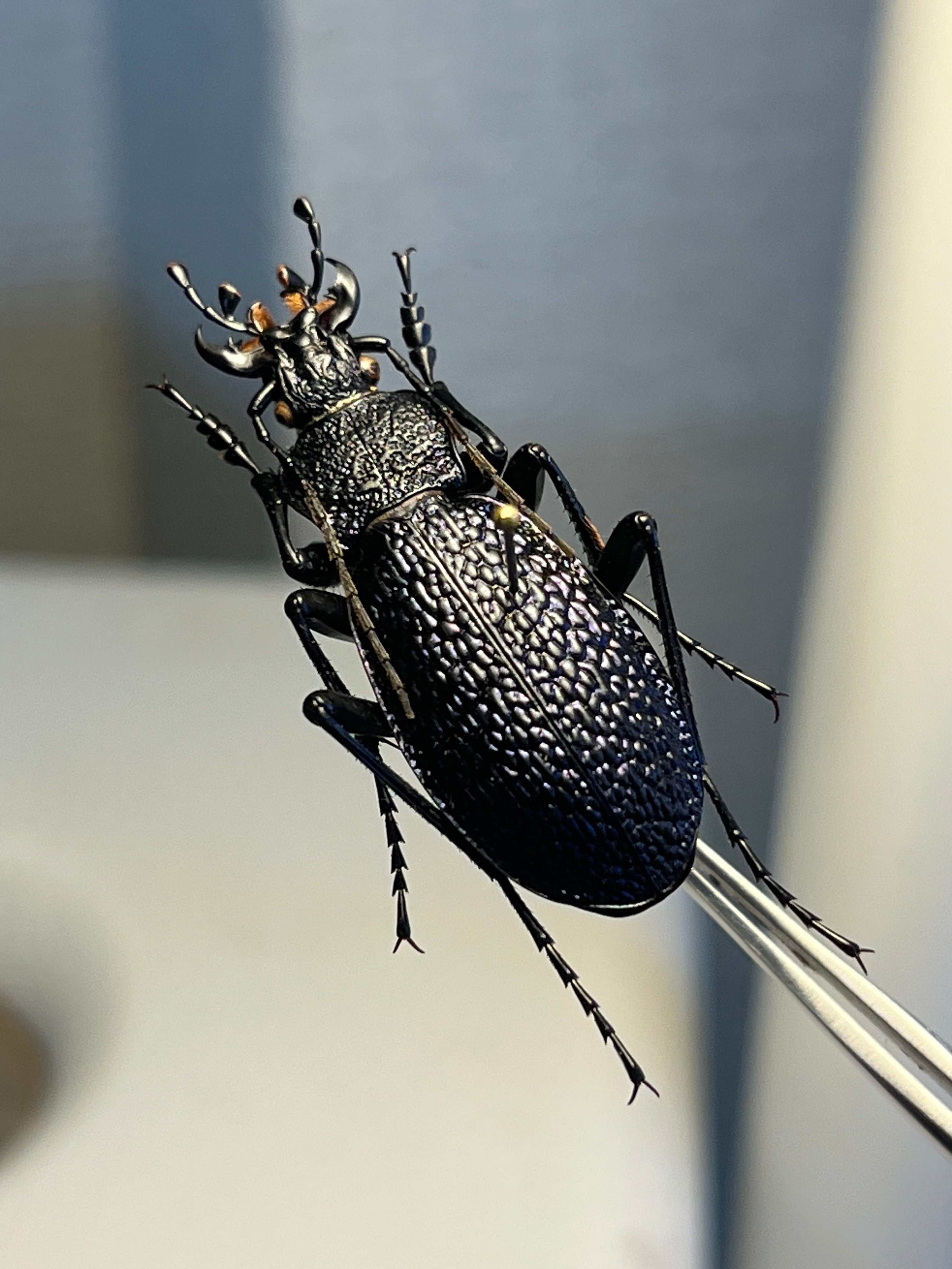 【36mm】ボンヴロワキンオサムシ トルコ産 標本 イボハダオサムシ 青緑 36mm】ボンヴロワキンオサムシ トルコ産 標本 イボハダオサムシ 青緑