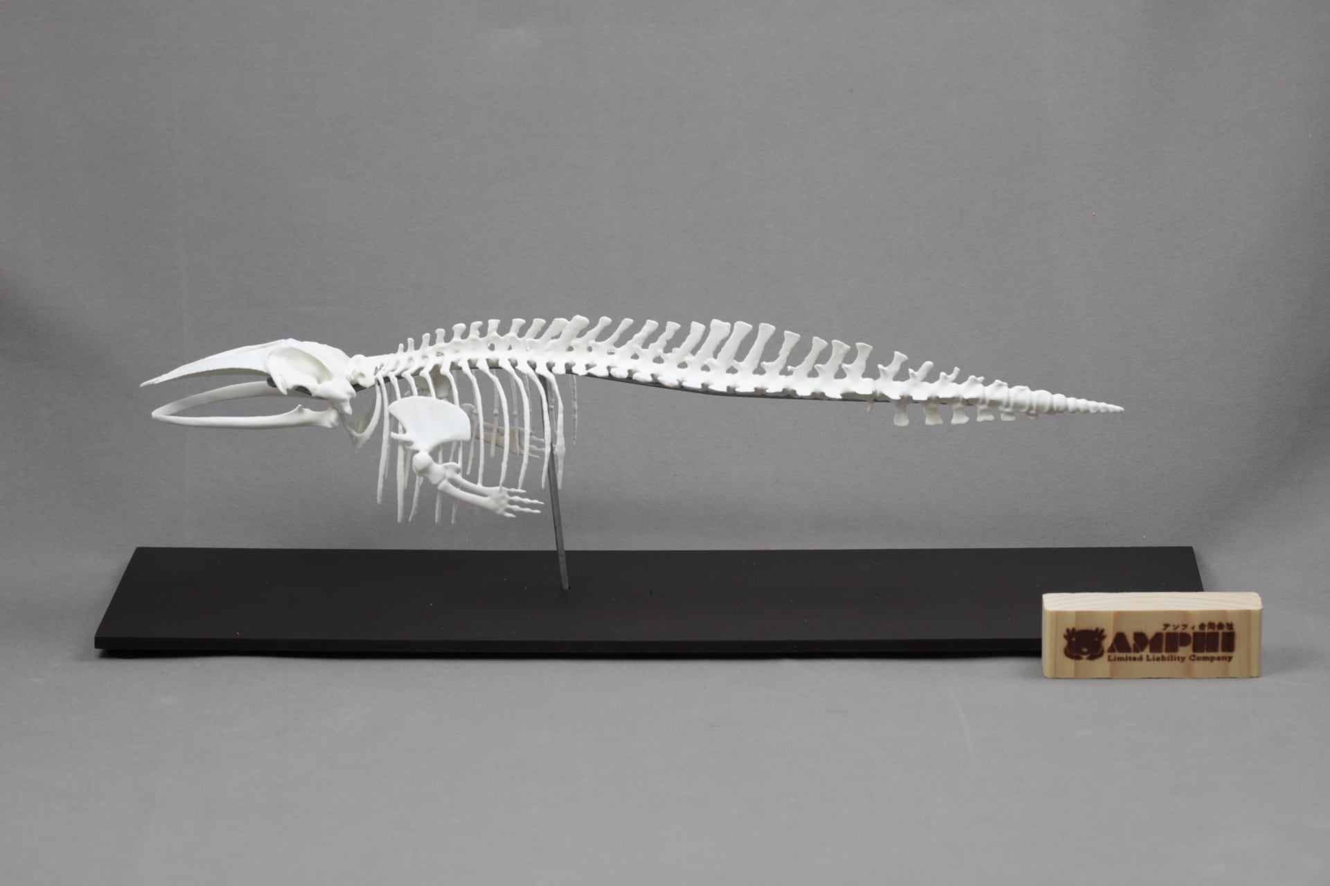 ミンククジラ 全身骨格レプリカ 40cm | アンフィ合同会社
