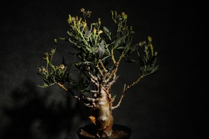 オトンナ マクロスペルマ