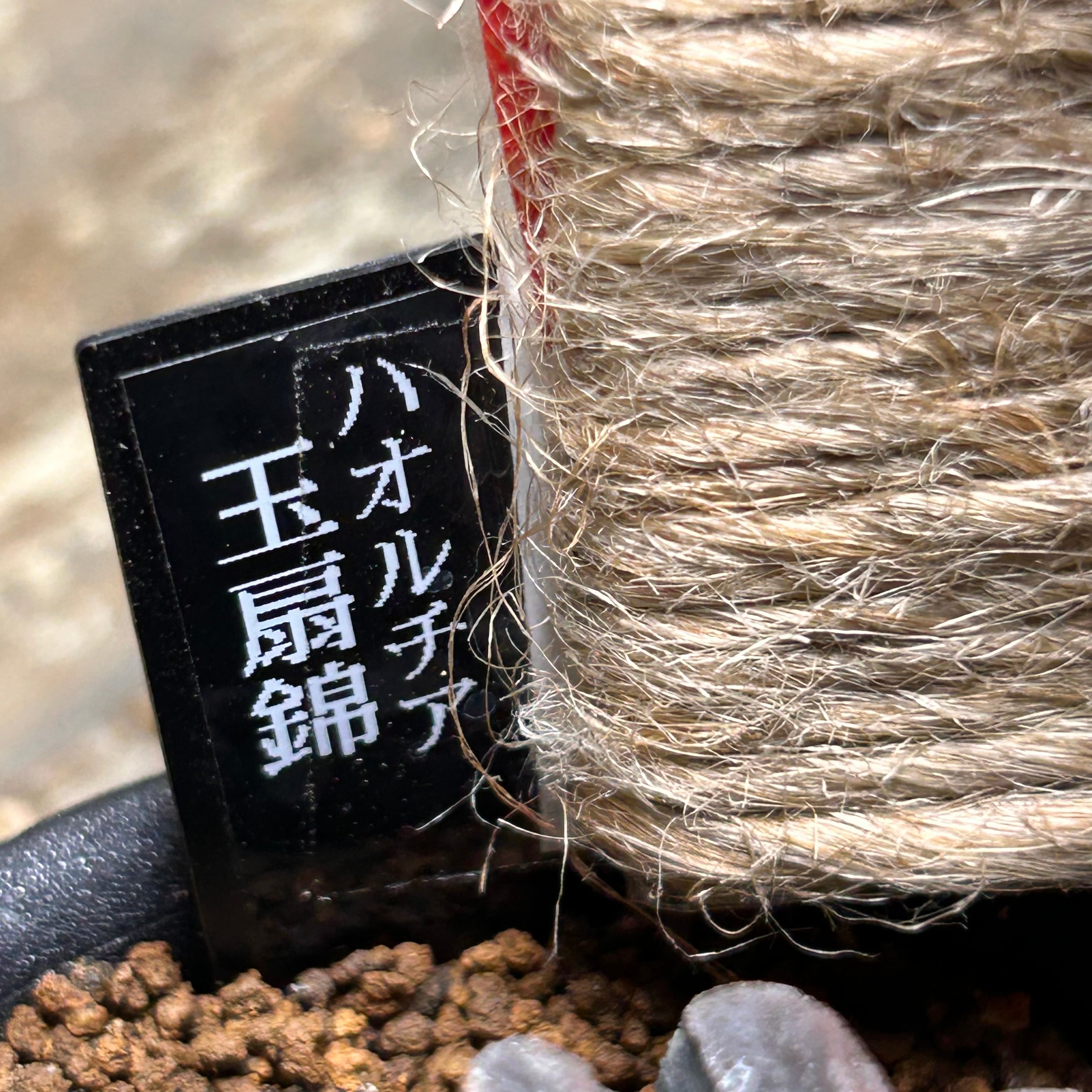 T) 玉扇錦 ハオルチア | RuPo 多肉植物専門店