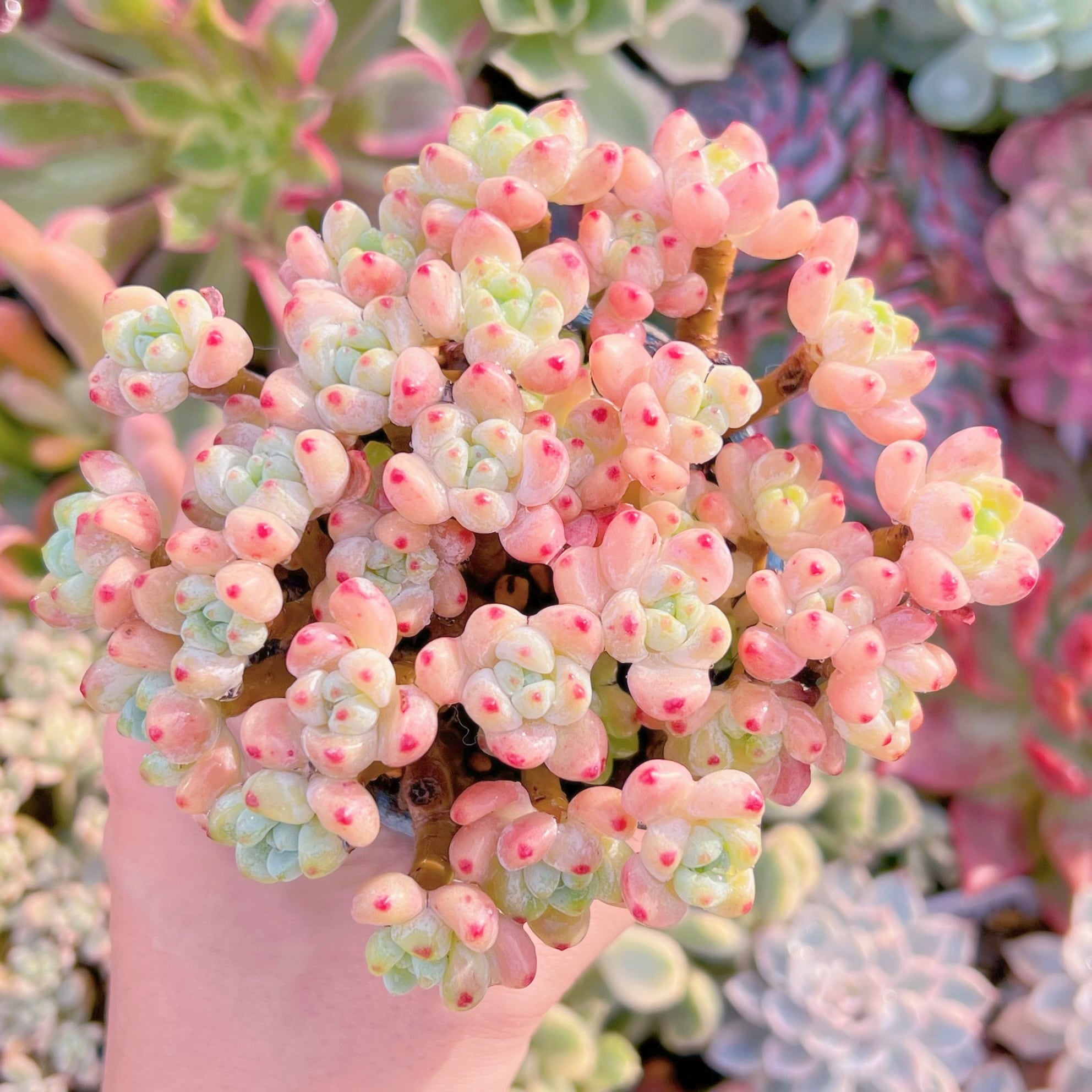 現品　ピンクラウル#292　群生　るる農園