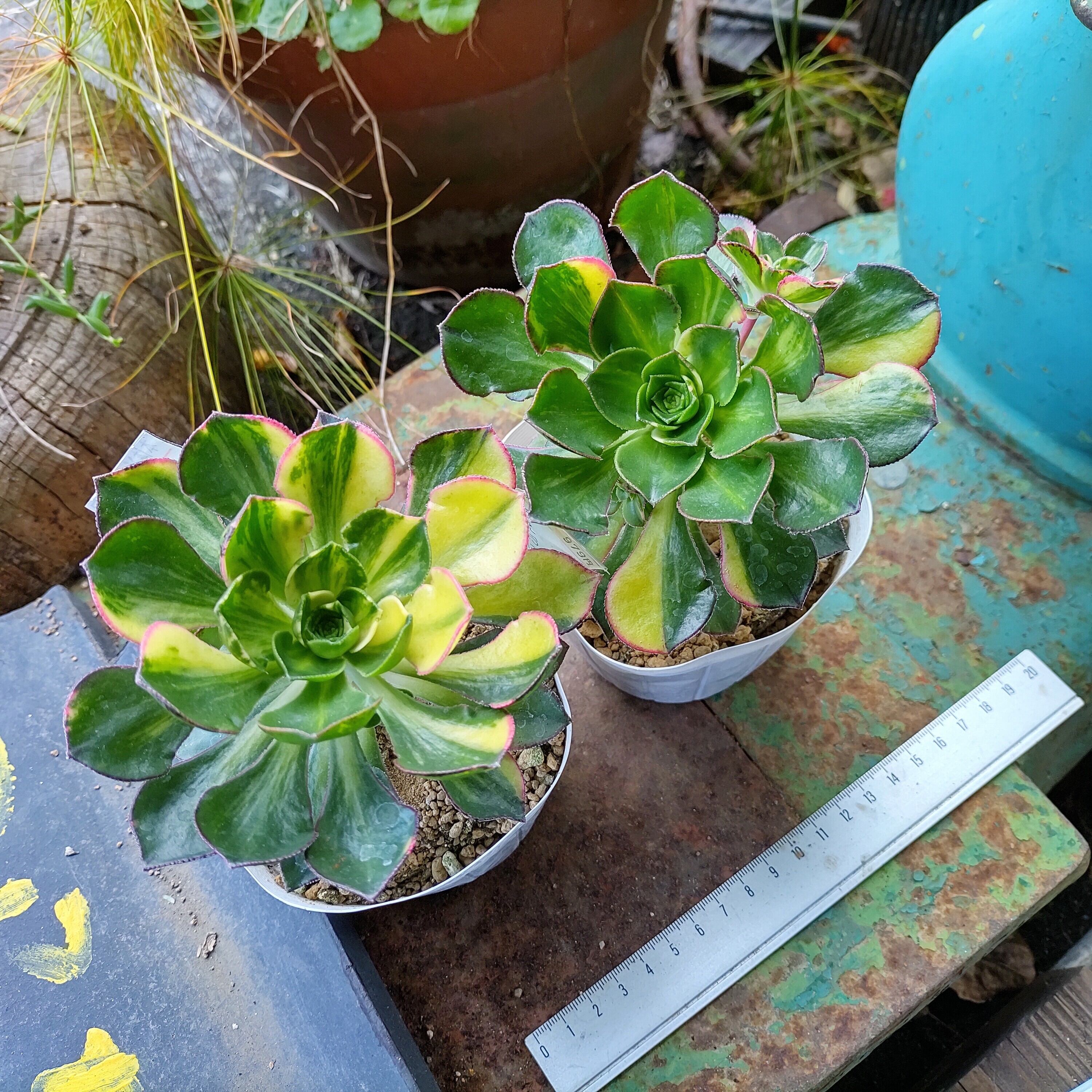 あえおにうむ彩蝶 | RuPo 多肉植物専門店