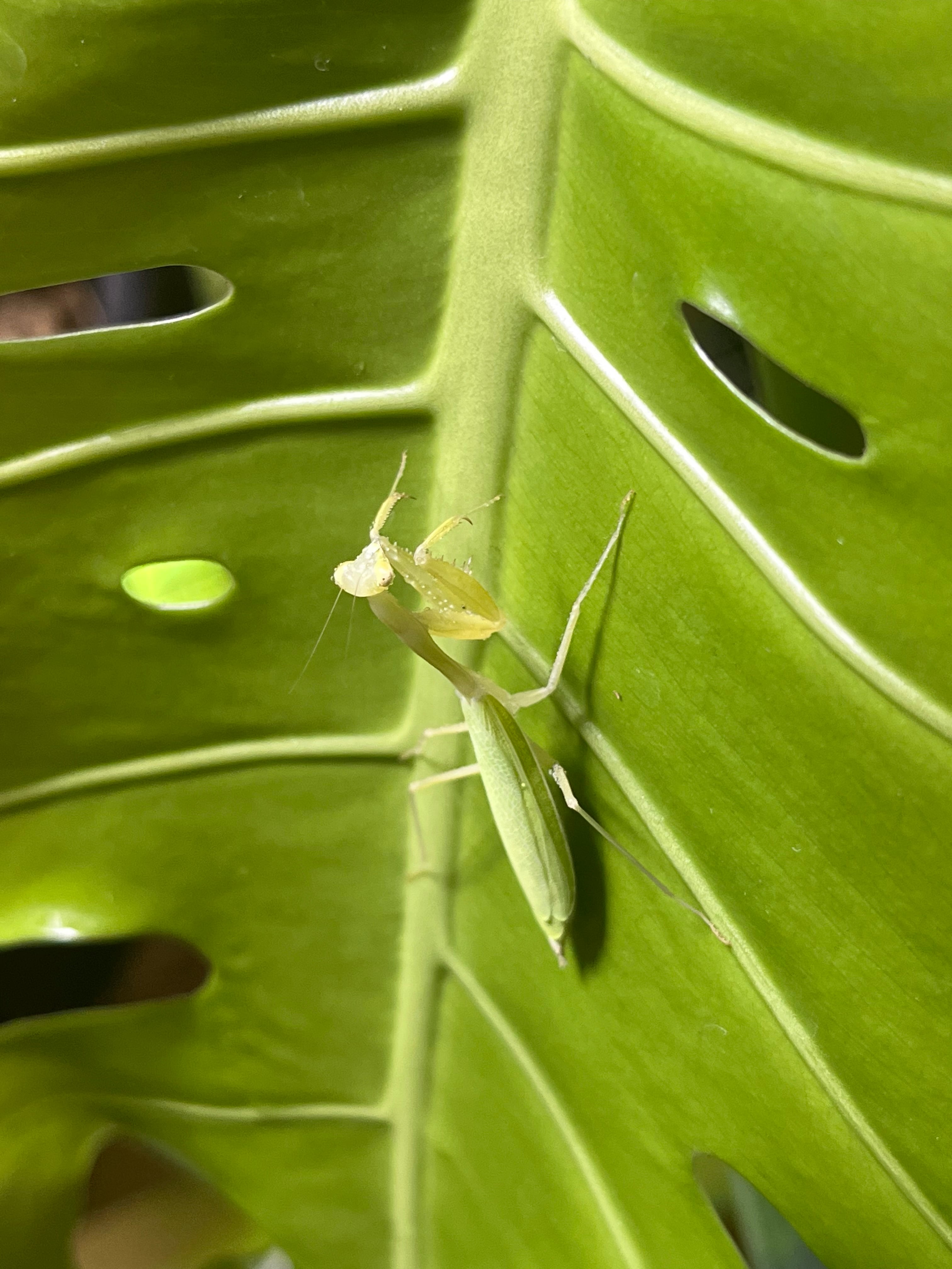 ♀成体】エジプシャンピグミーマンティスムカデセンチピード