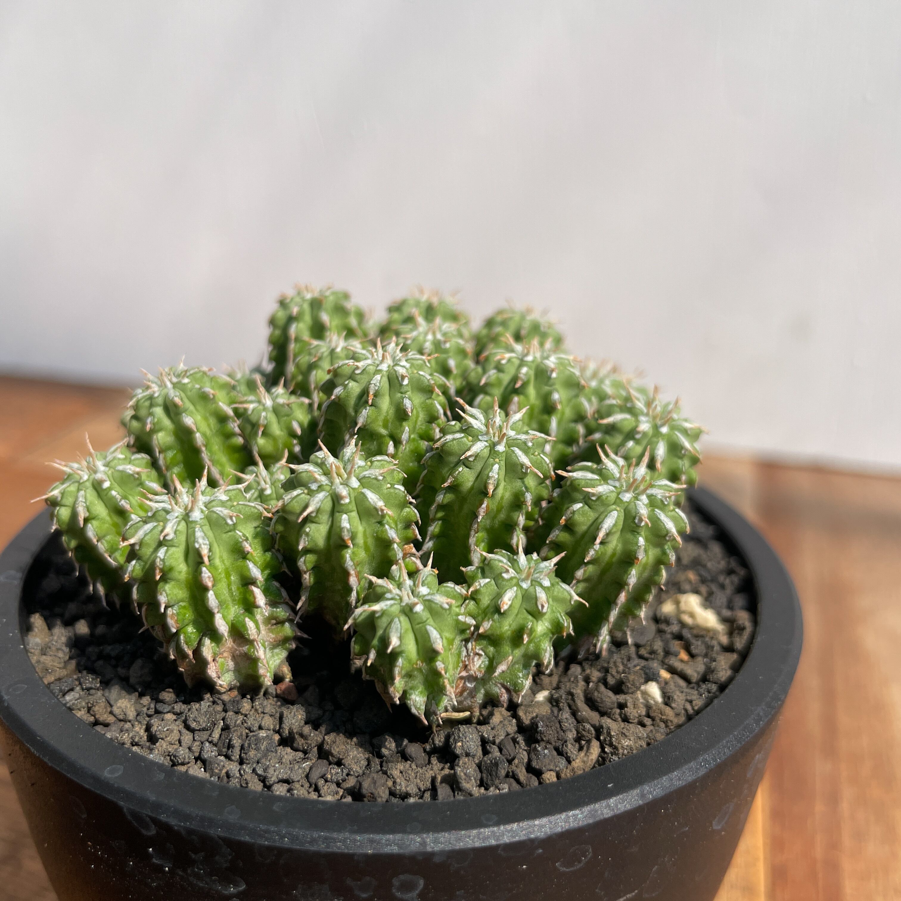 Euphorbia sepulta【ユーフォルビア・セプルタ】 | RIMO'S GREEN
