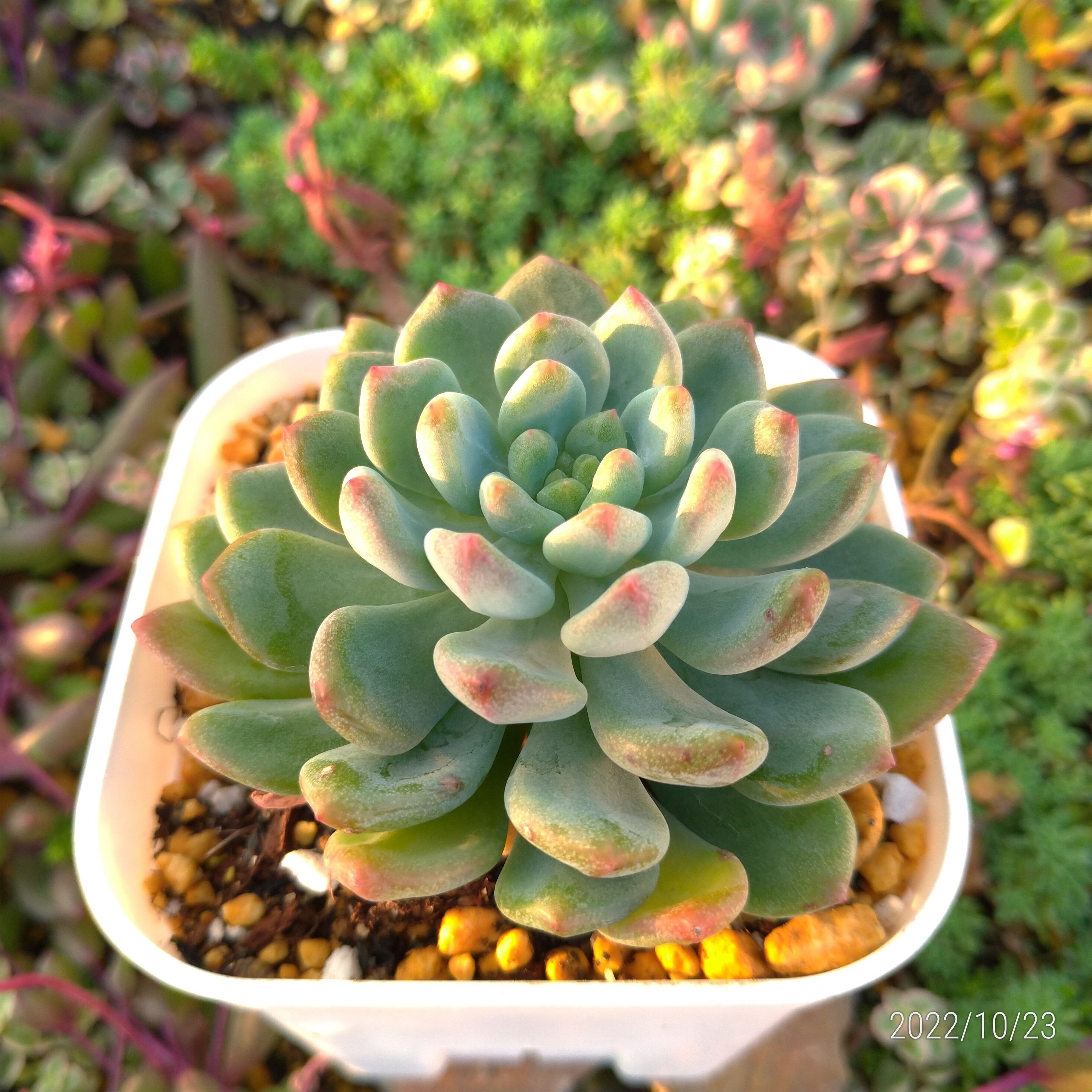 セデべリア ブルーエルフ（抜き苗） | 多肉植物のネットショップ ST Farm