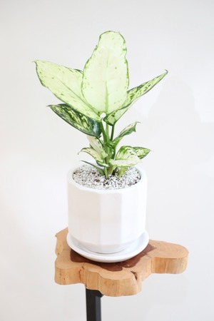 【S】アグラオネマ ホワイトバレンタイン/Aglaonema Valentine  ※陶器鉢付き