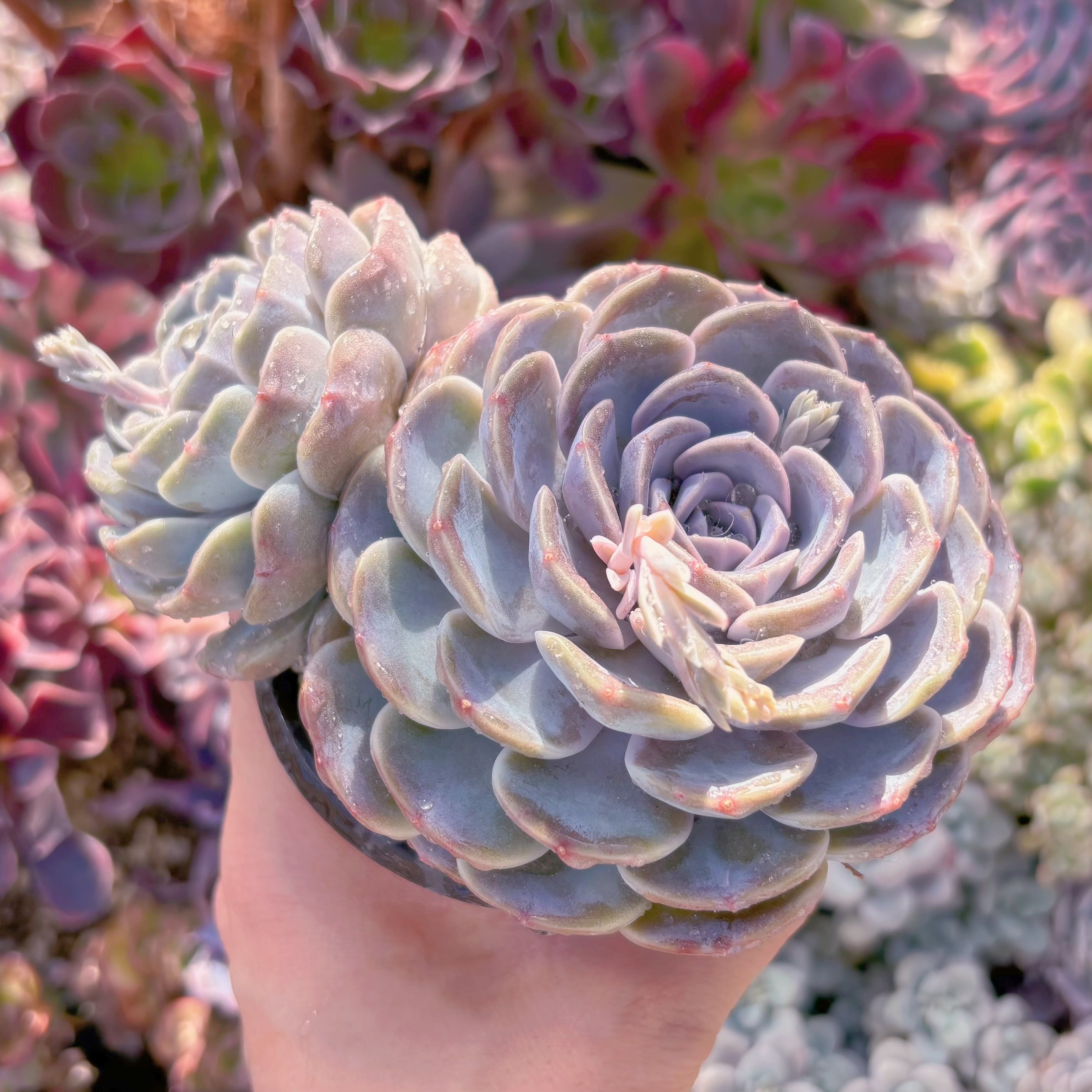 現品　Tynie Burger#749　新入荷　るる農園