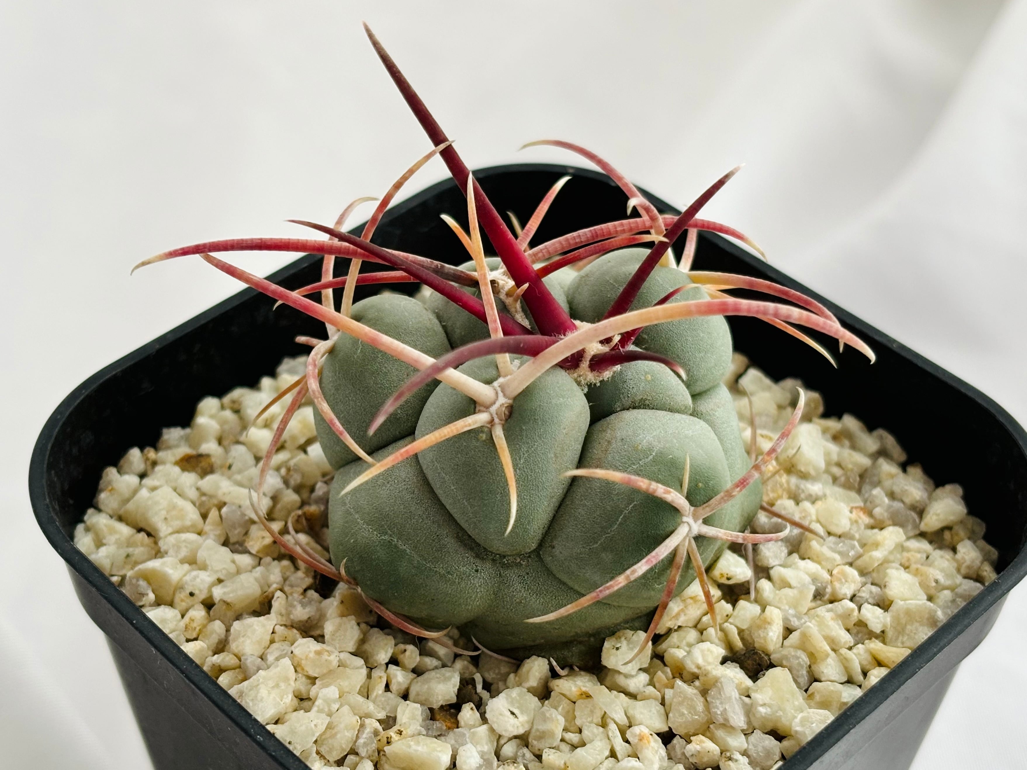 テロカクタス　紅鷹　サボテン　強棘 根腐れから復活のテロカクタス・紅鷹！！ | もすレコ。