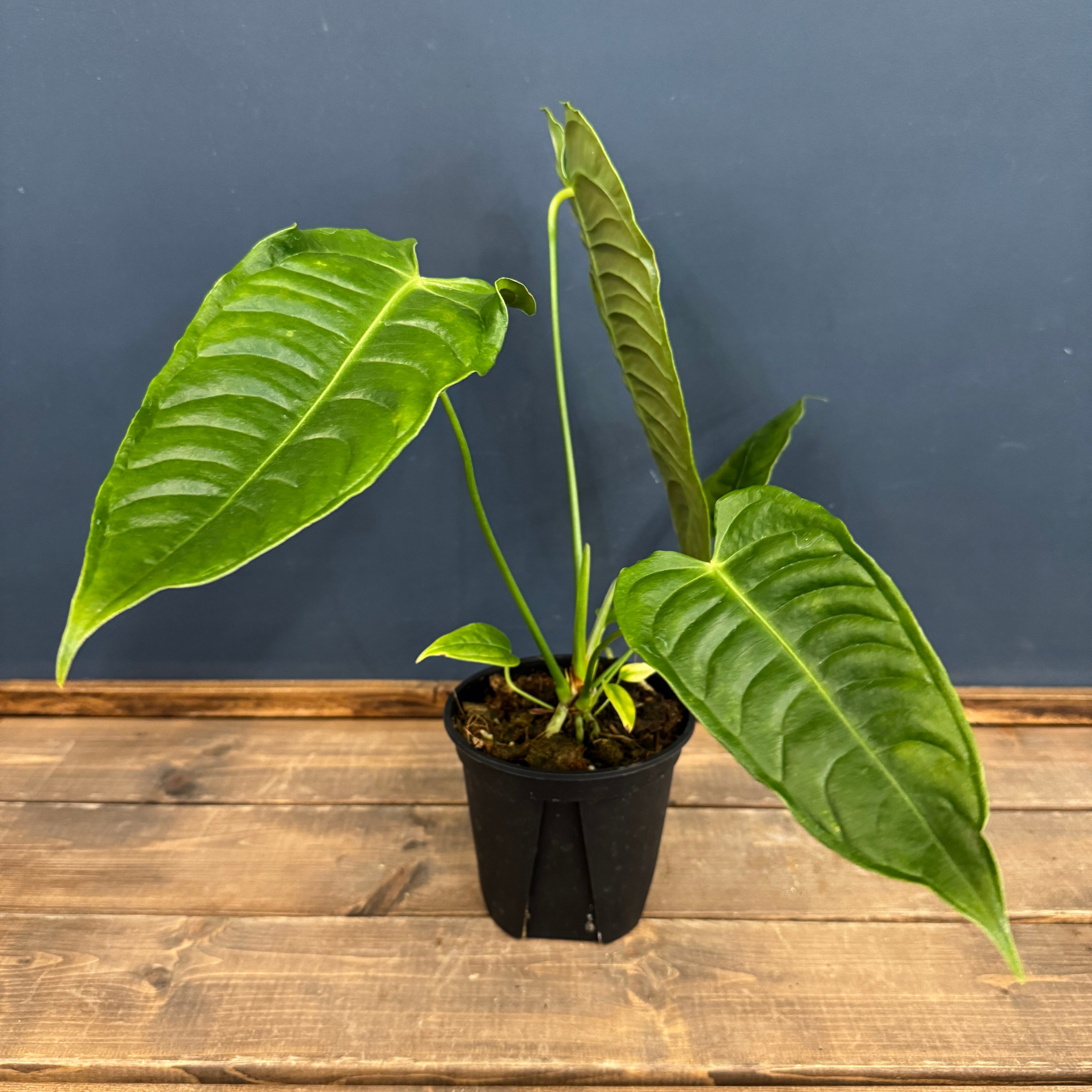 アンスリウム ベイチー【792】 | PROTOLEAF プロトリーフ