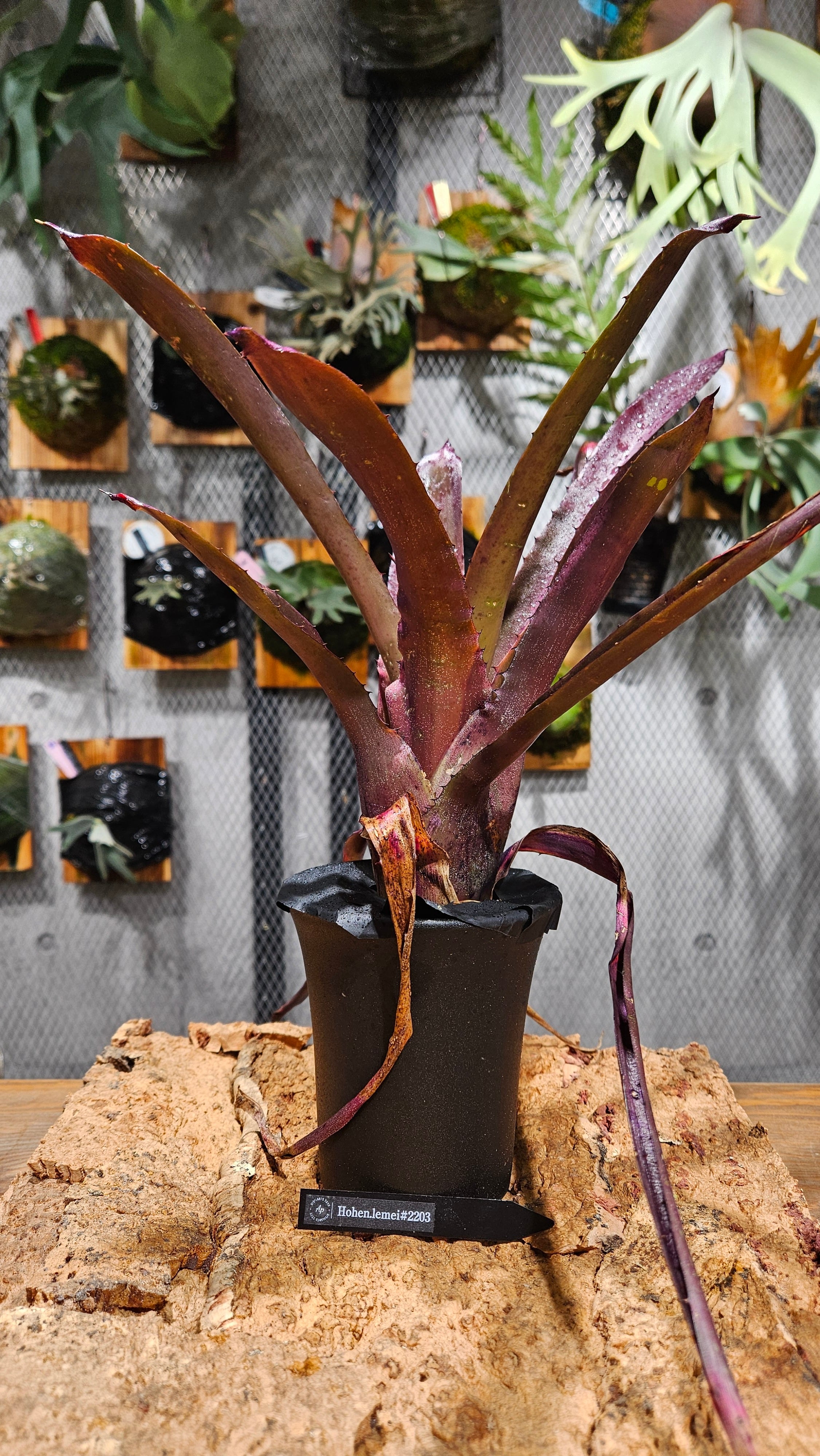 Hohenbergia. Lemei #2203【artPLANTs/PLANTS GARAGE 】タンク